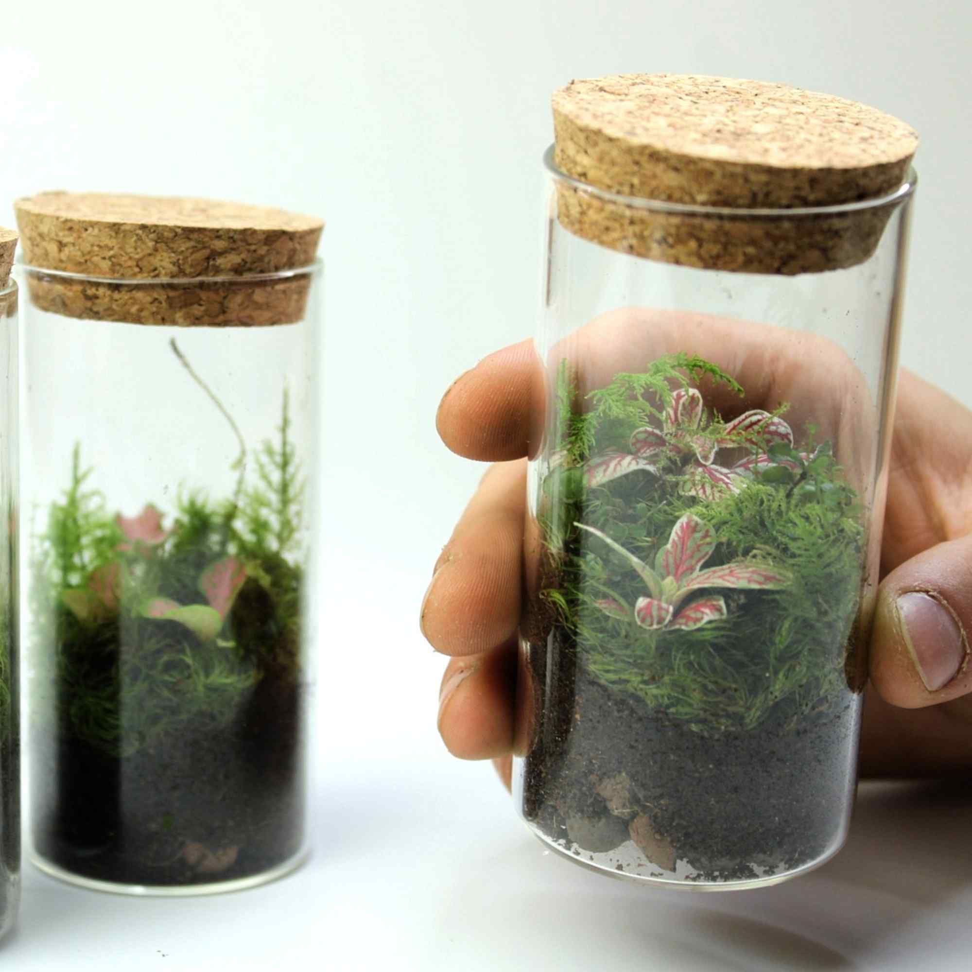 3 x Mini Fittonia Terrarium Bundle - Image 3