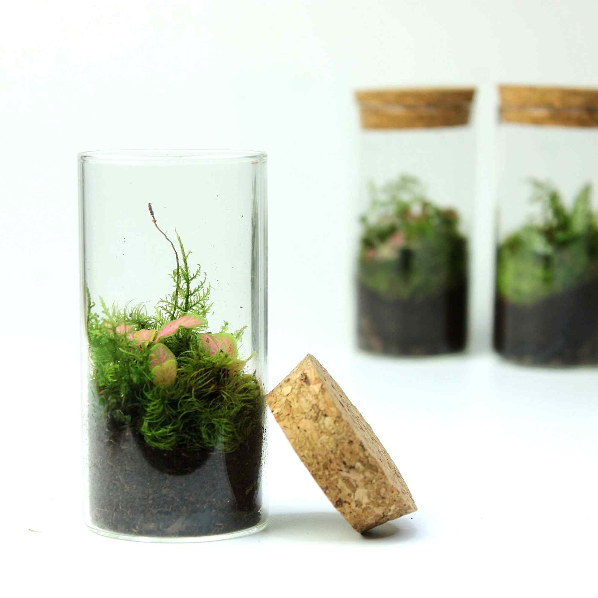 3 x Mini Fittonia Terrarium Bundle - Image 4