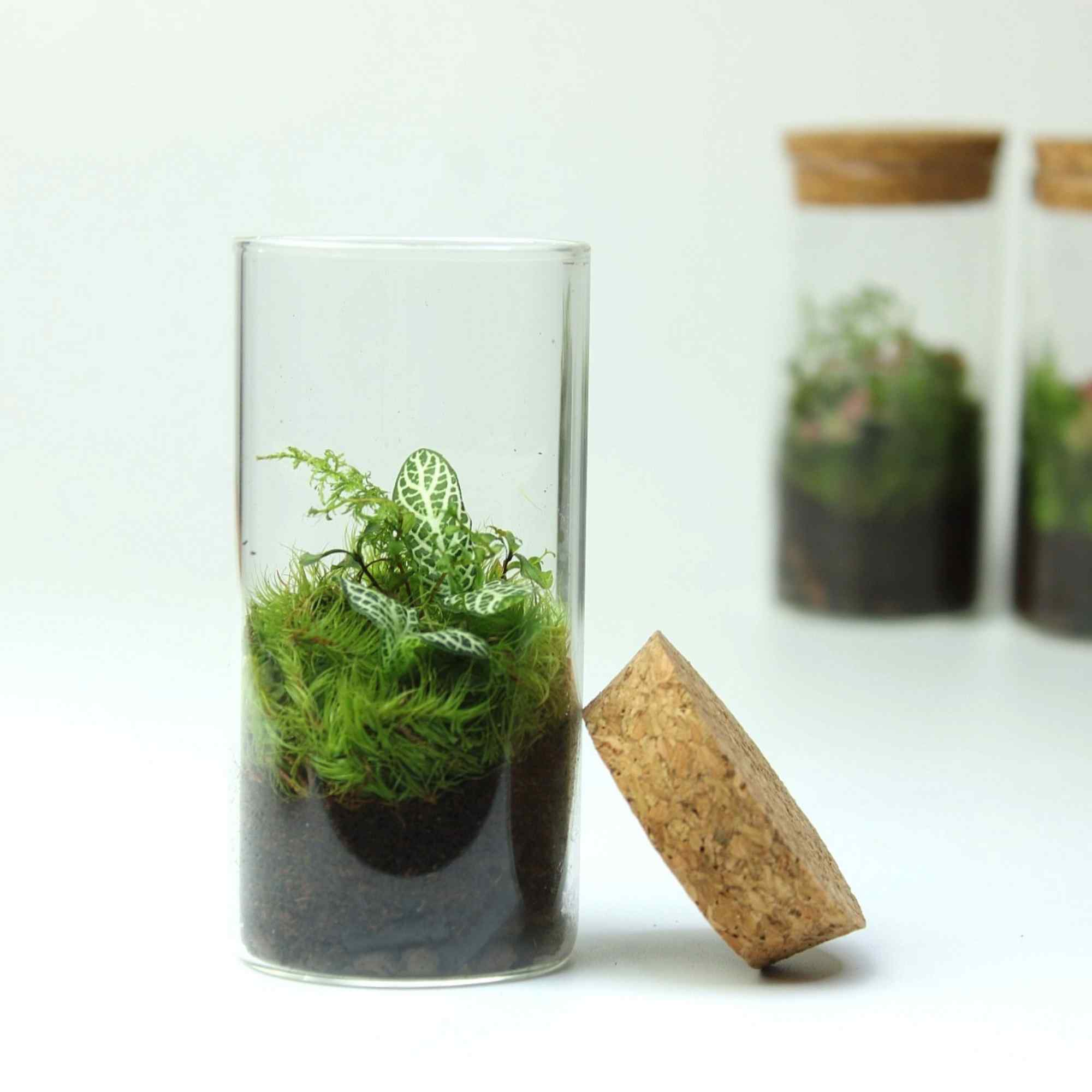 3 x Mini Fittonia Terrarium Bundle - Image 5