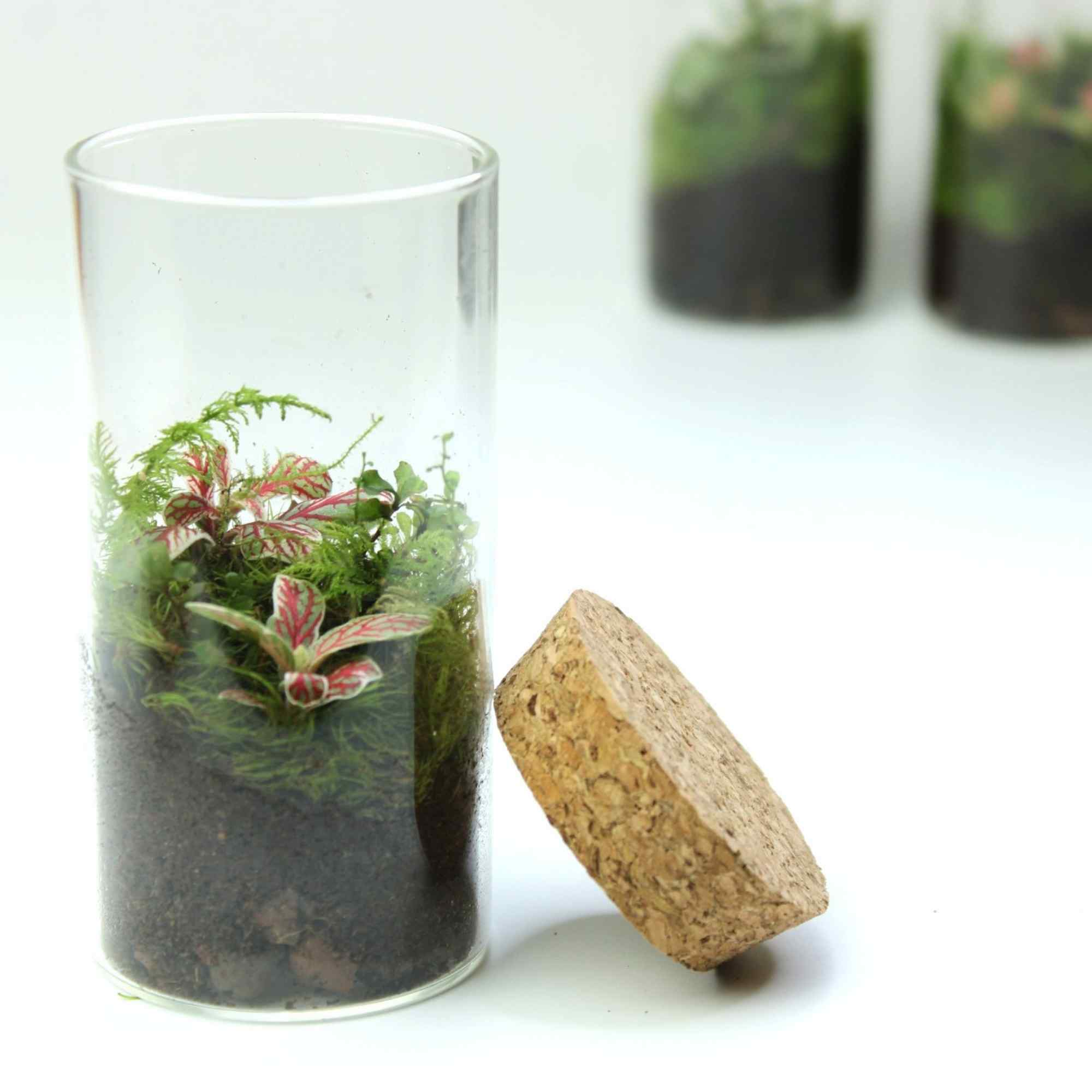 3 x Mini Fittonia Terrarium Bundle - Image 6