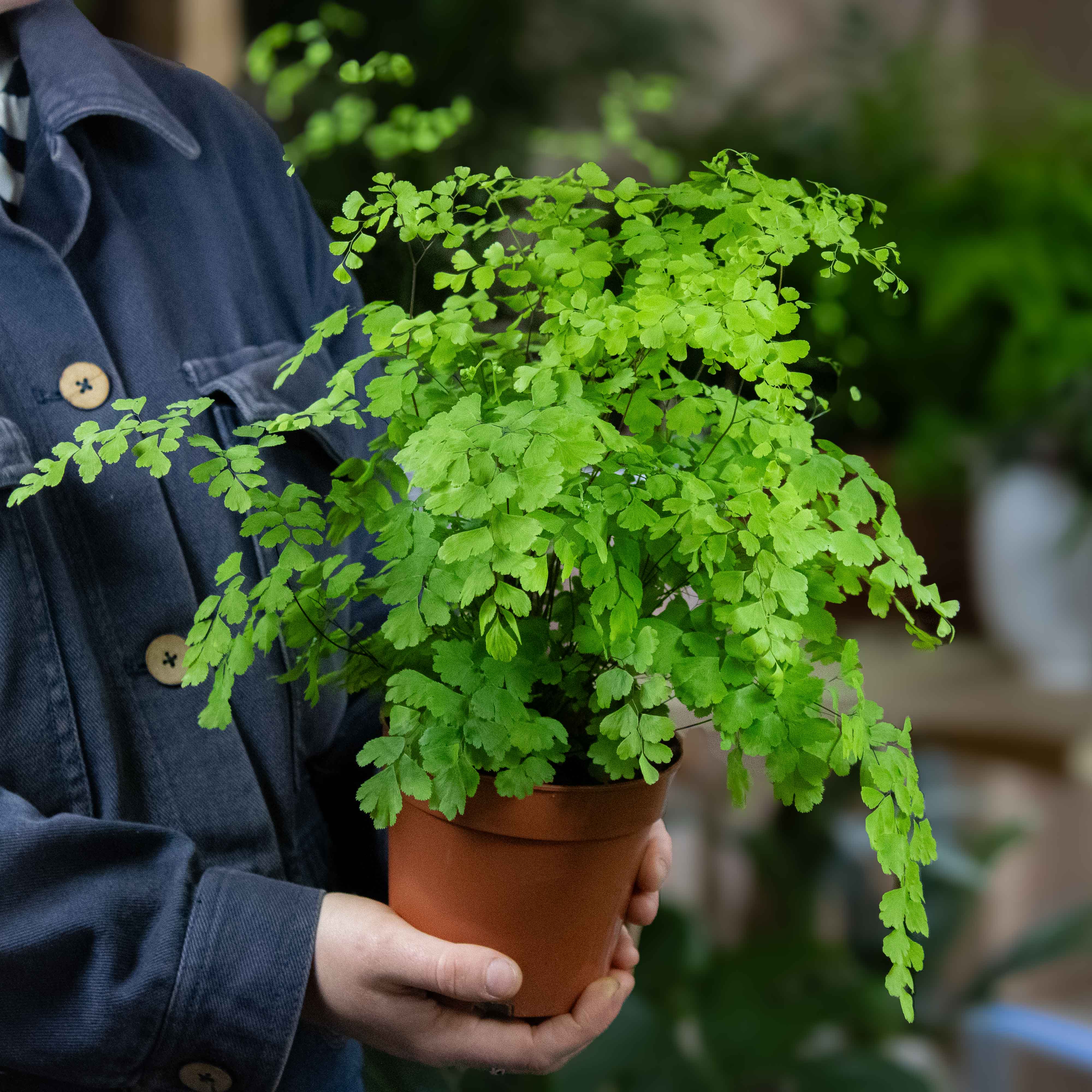 Adiantum Fragrans (Maidenhair Fern) 14cm Plant - Image 2