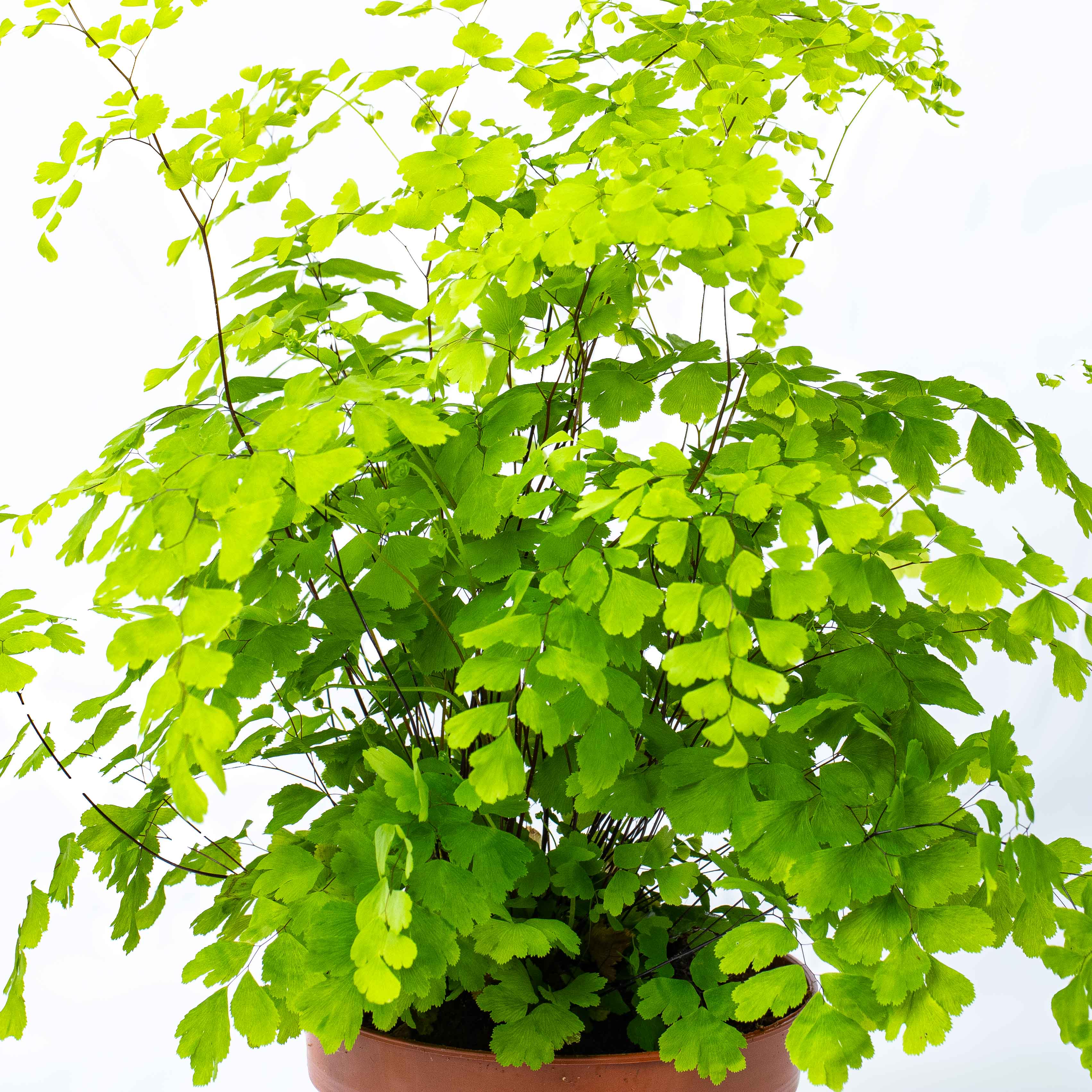 Adiantum Fragrans (Maidenhair Fern) 14cm Plant - Image 3