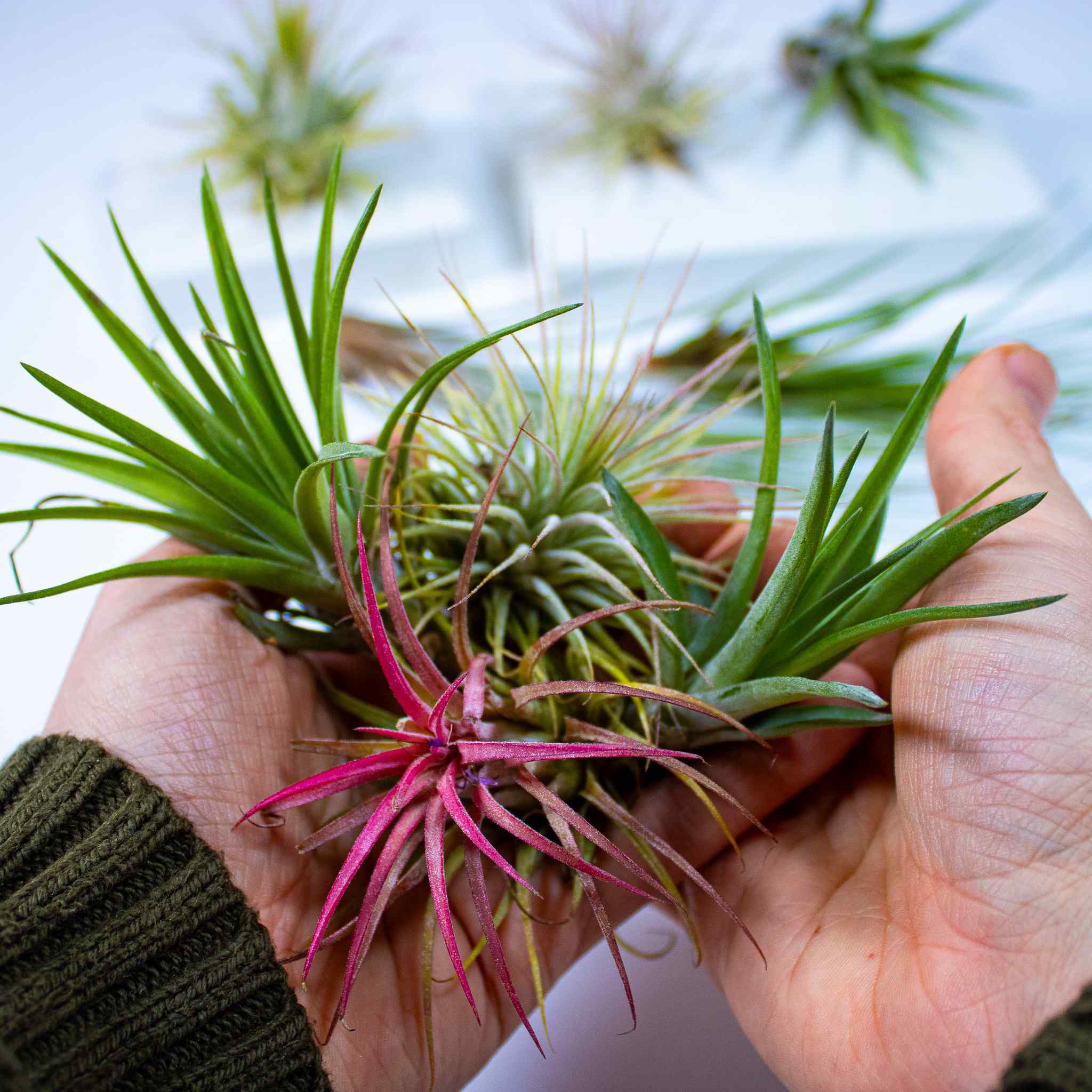 5 x Air Plants Mix - Image 2
