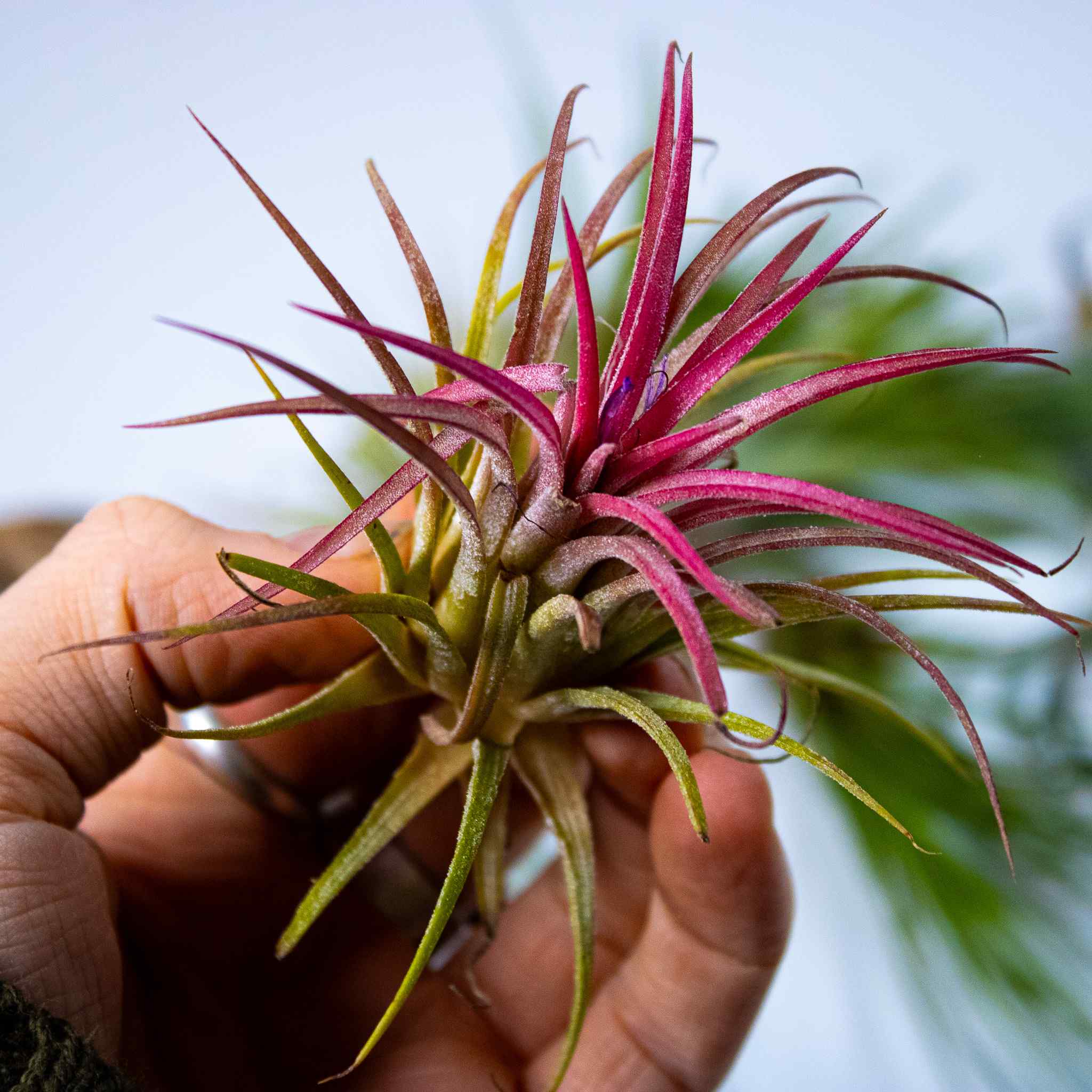 5 x Air Plants Mix - Image 3