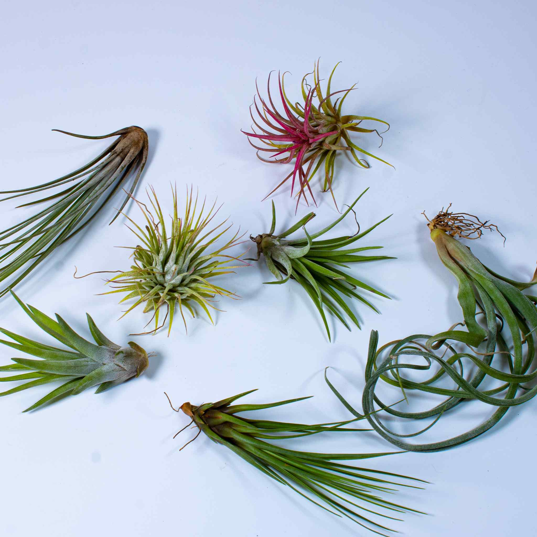 5 x Air Plants Mix - Image 4