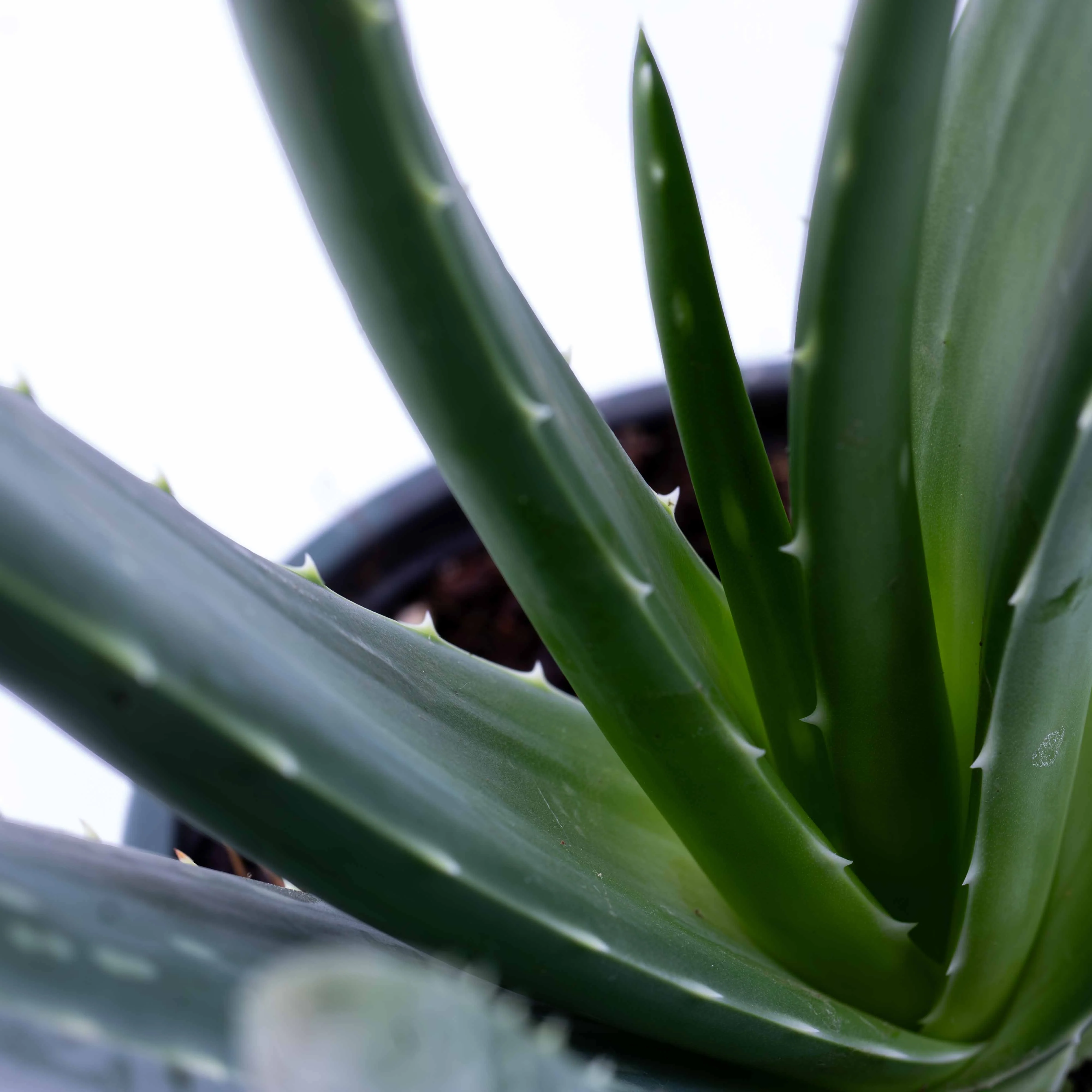 Aloe vera (First Aid Plant) 12cm - Image 2