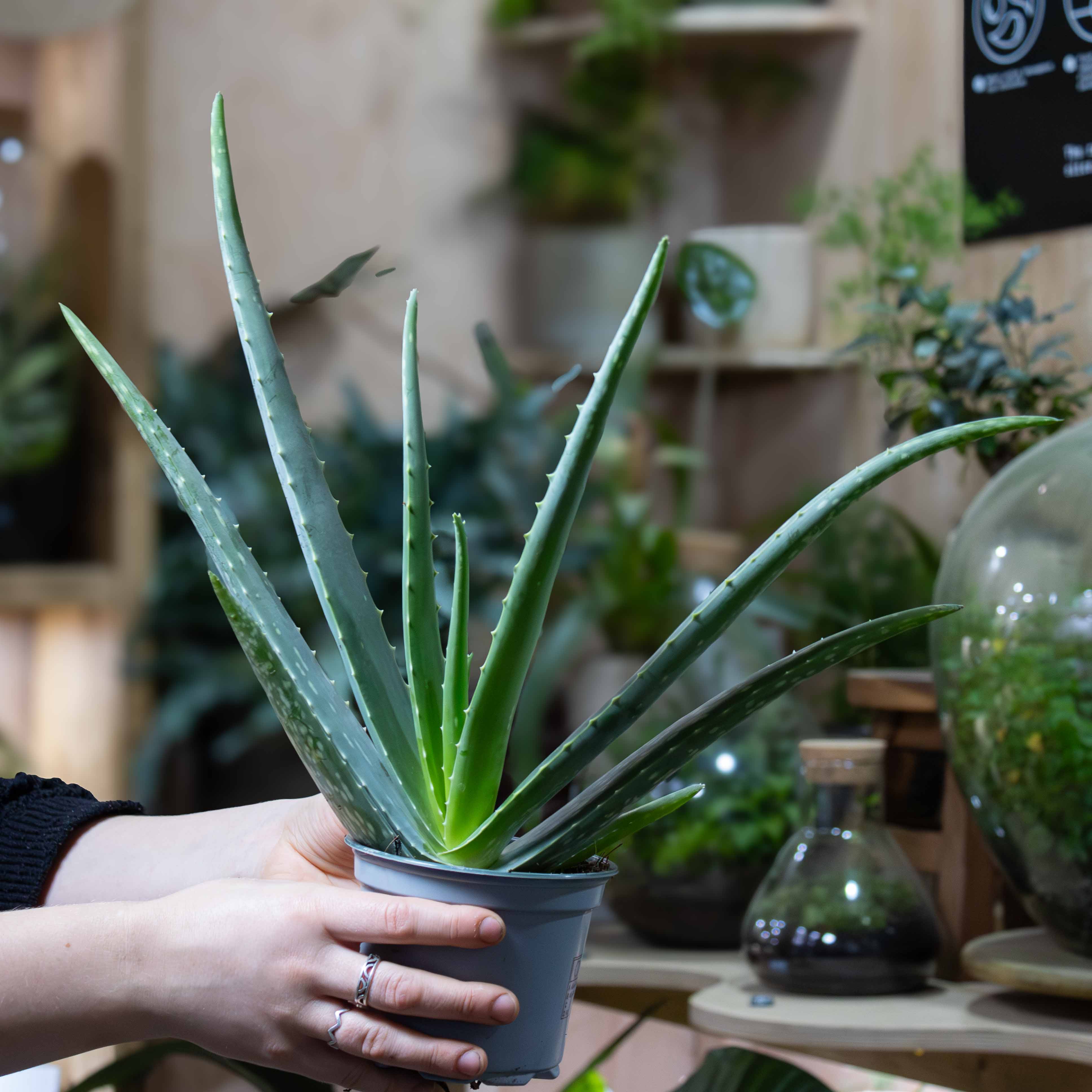 Aloe vera (First Aid Plant) 12cm - Image 3