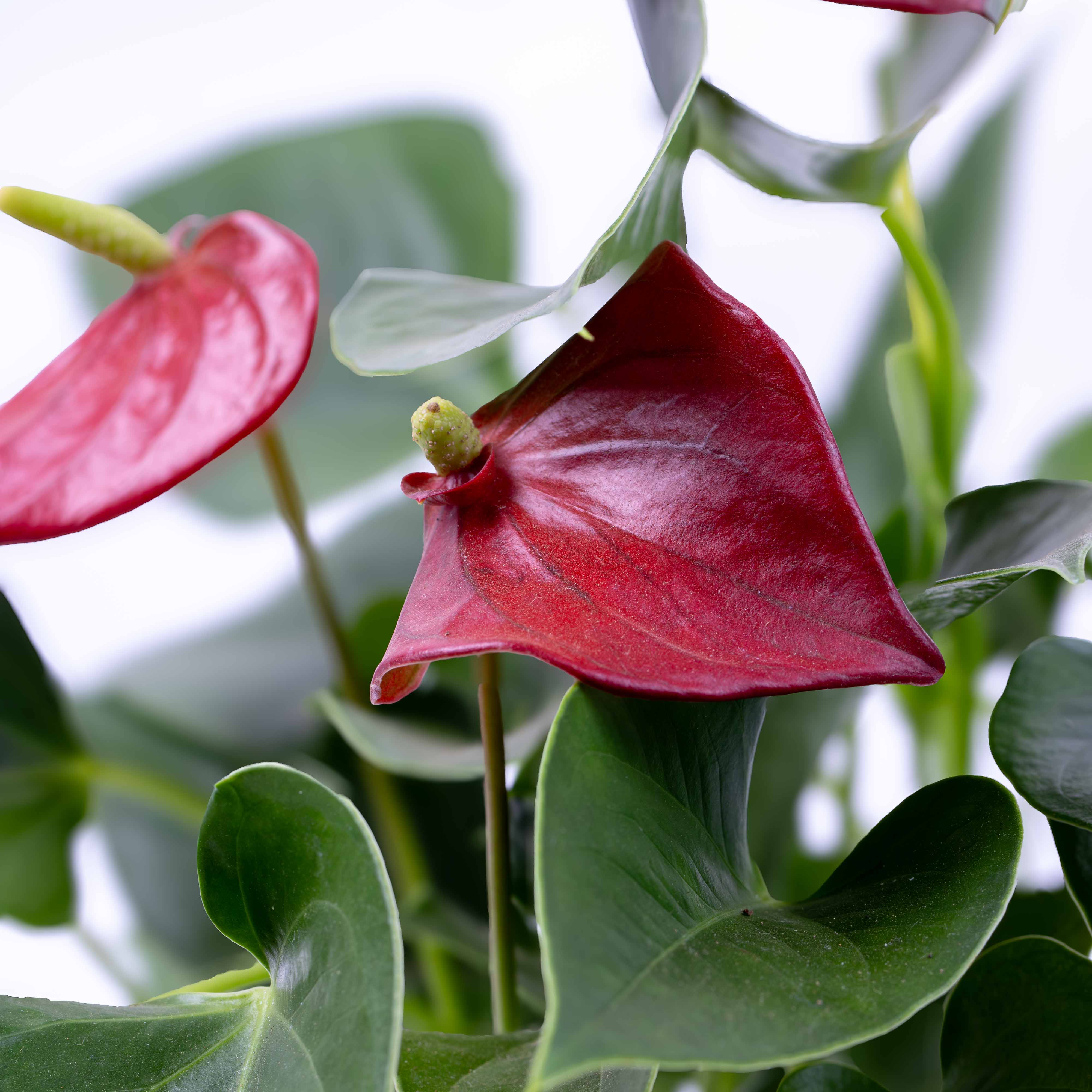 Anthurium andraeanum (Red Flamingo) 12cm - Image 2