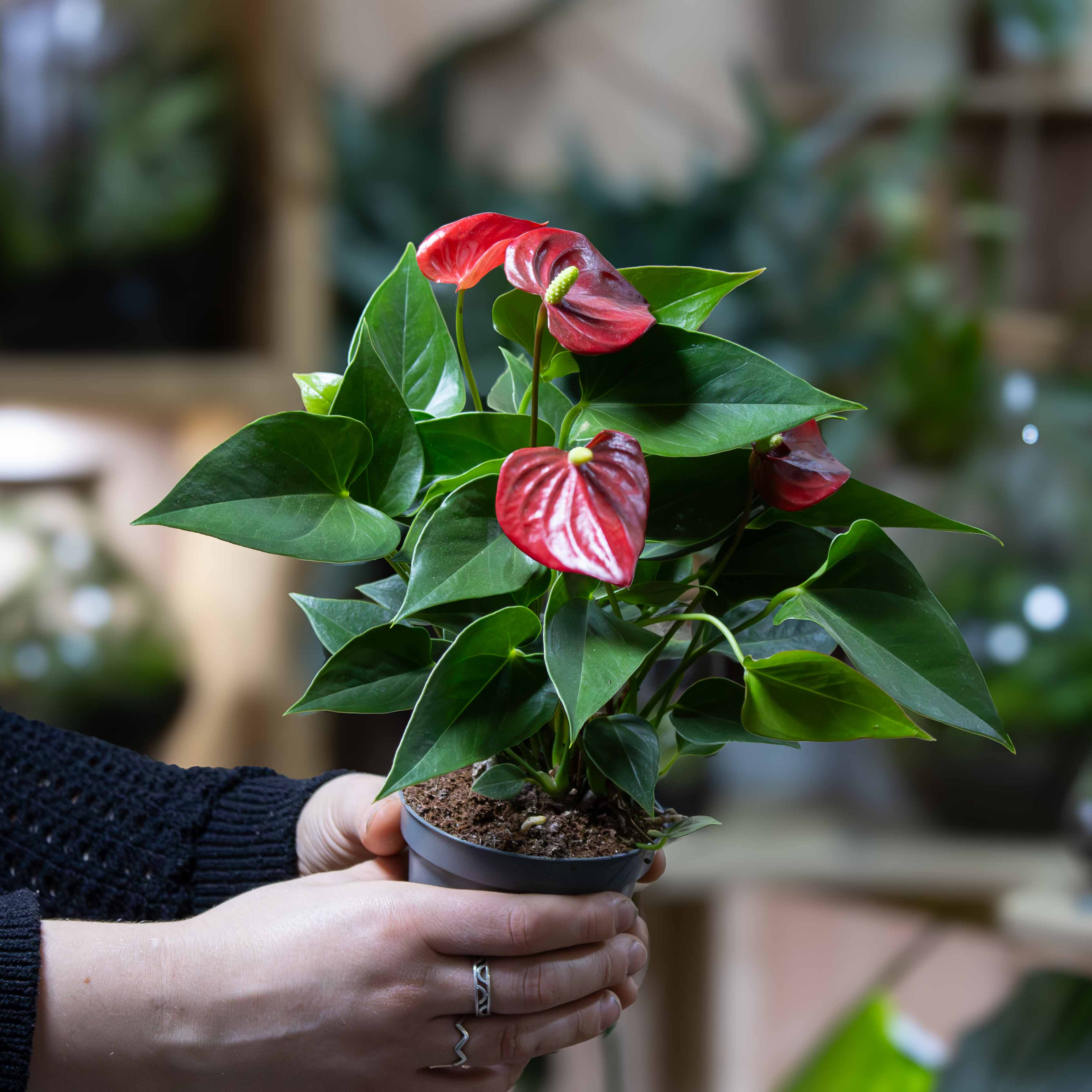 Anthurium andraeanum (Red Flamingo) 12cm - Image 3