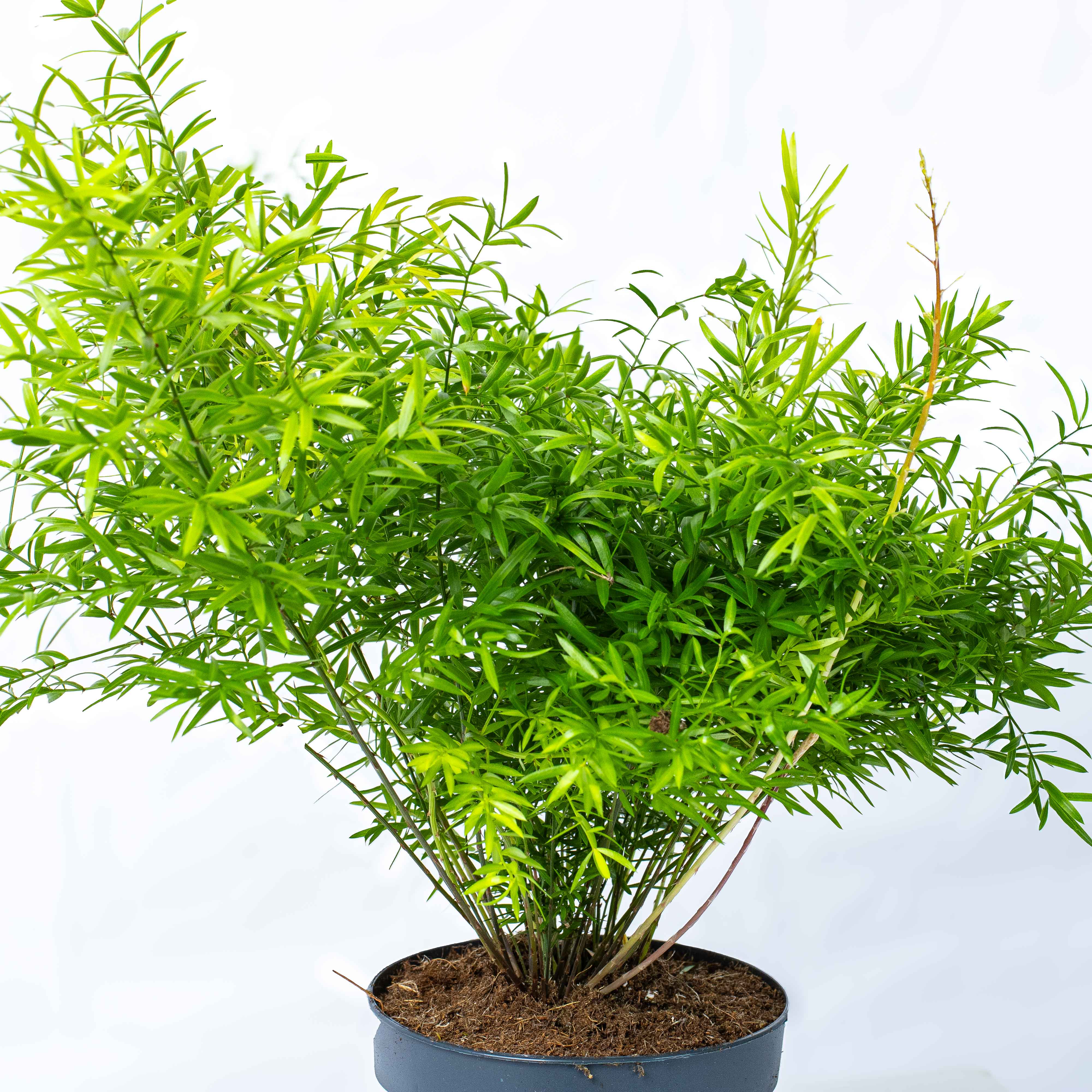 Asparagus densiflorus (Cwebe) 12cm - Image 3