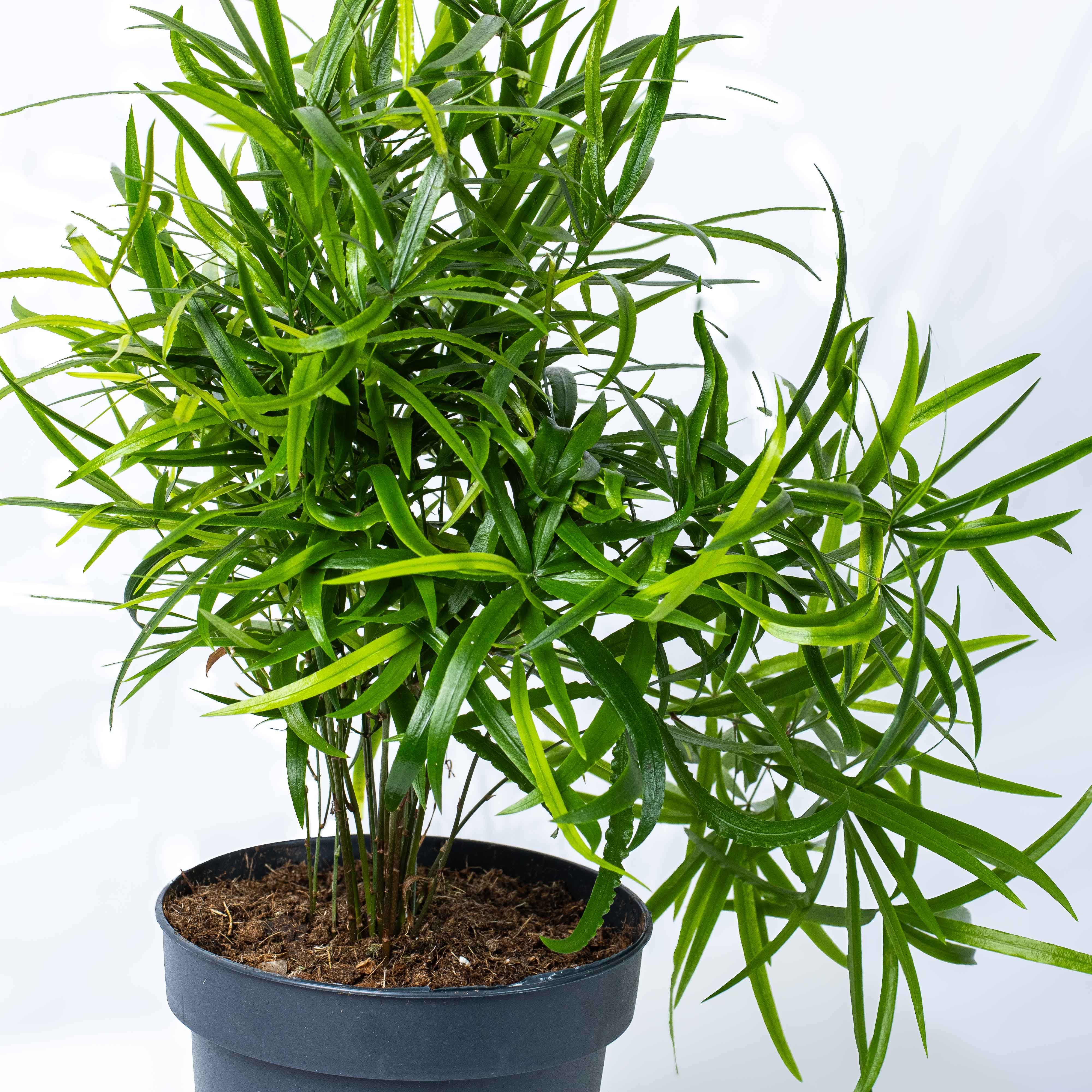 Asparagus falcatus (Sicklethorn) 12cm - Image 3