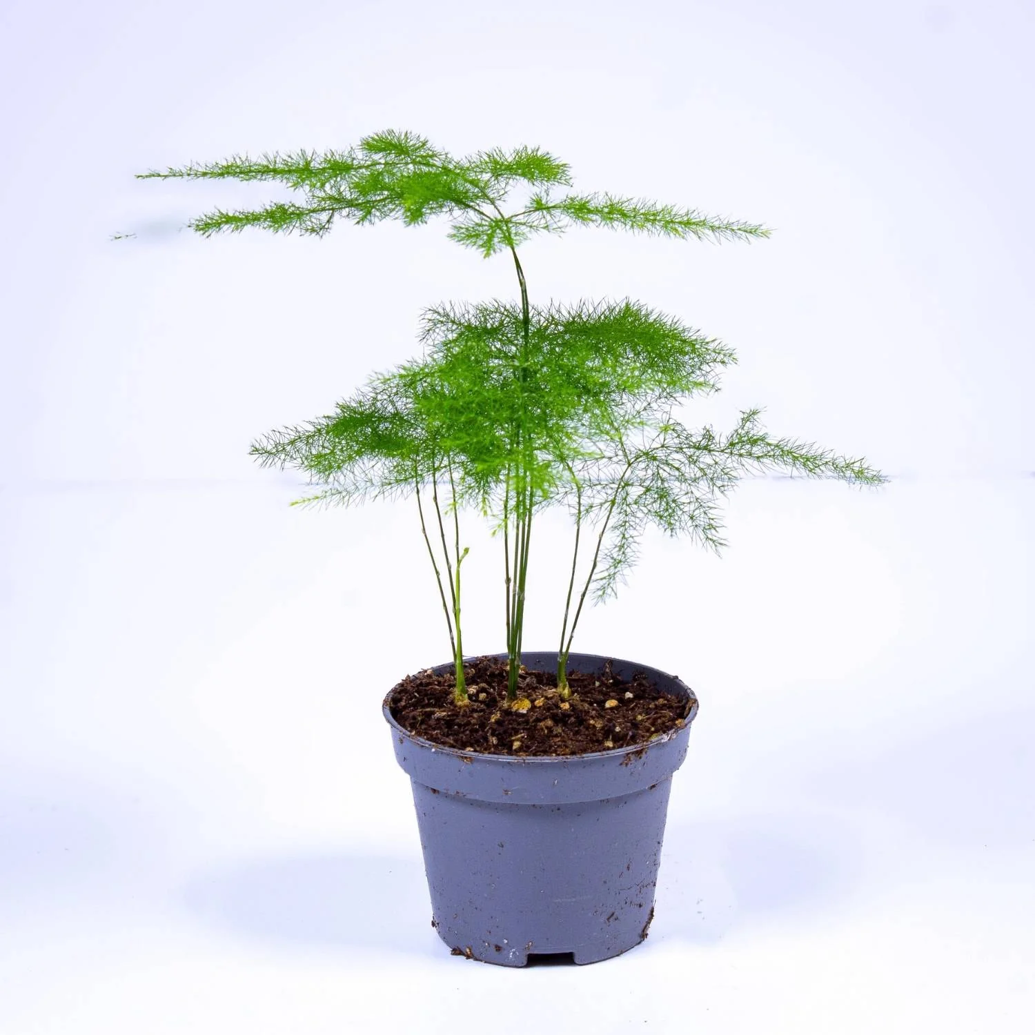 Asparagus setaceus plumosa (Asparagus fern) 6cm - Image 3