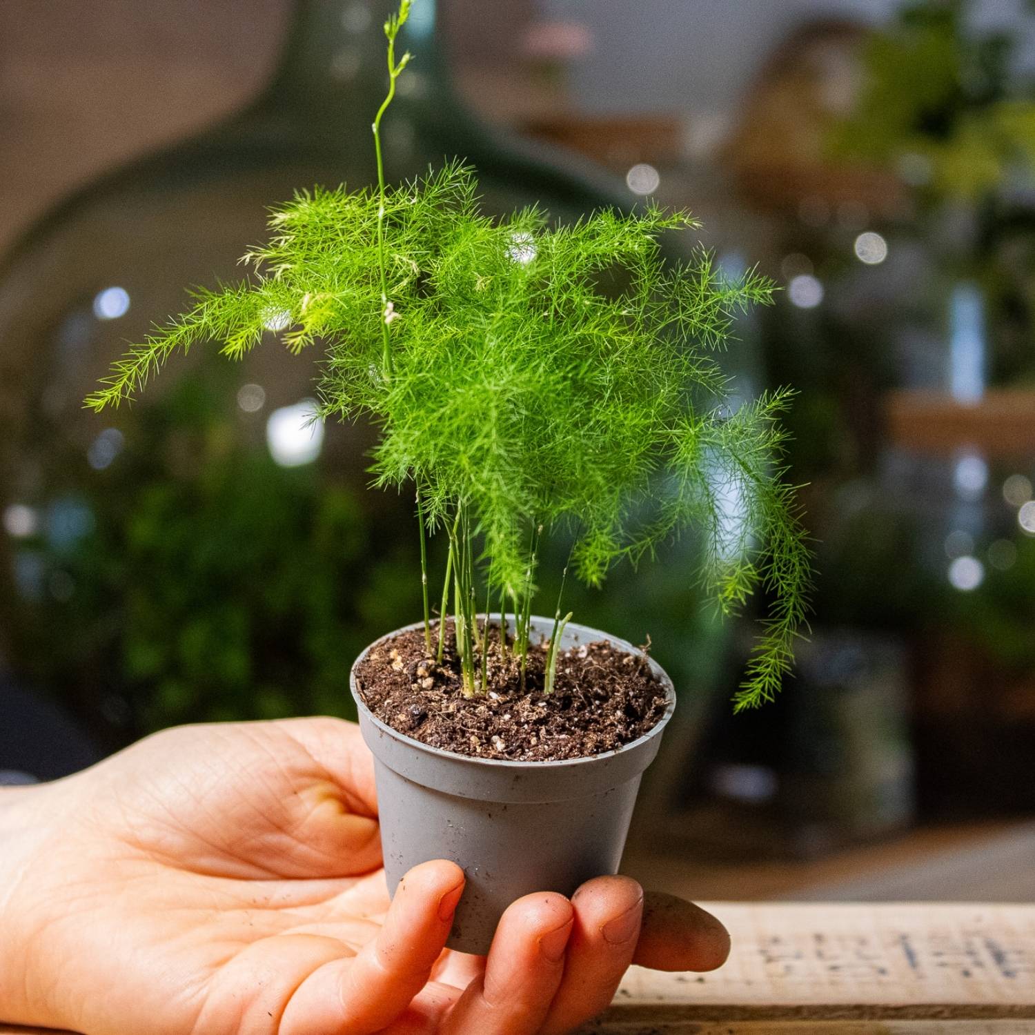 Asparagus setaceus plumosa (Asparagus fern) 6cm - Image 4