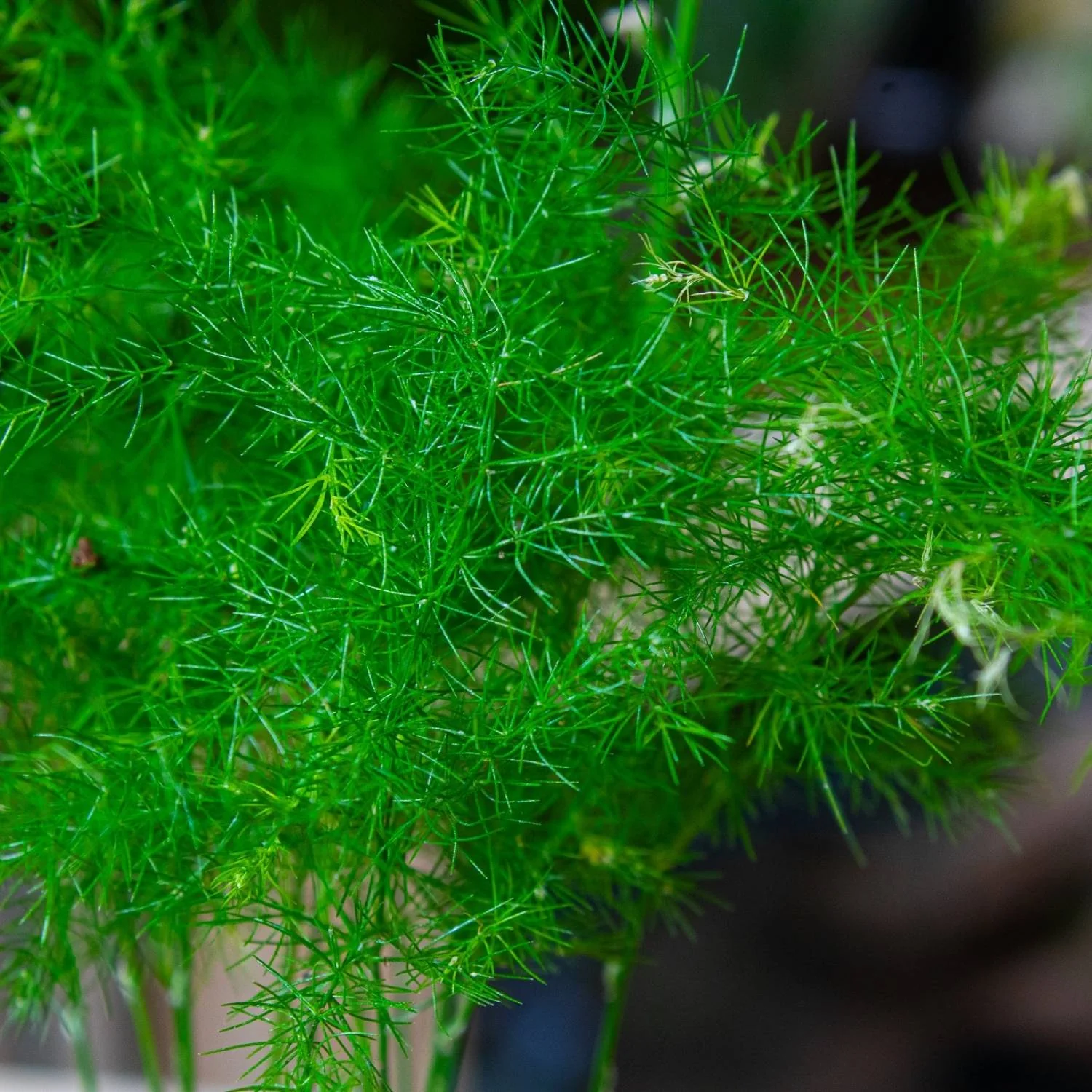 Asparagus setaceus plumosa (Asparagus fern) 6cm - Image 5