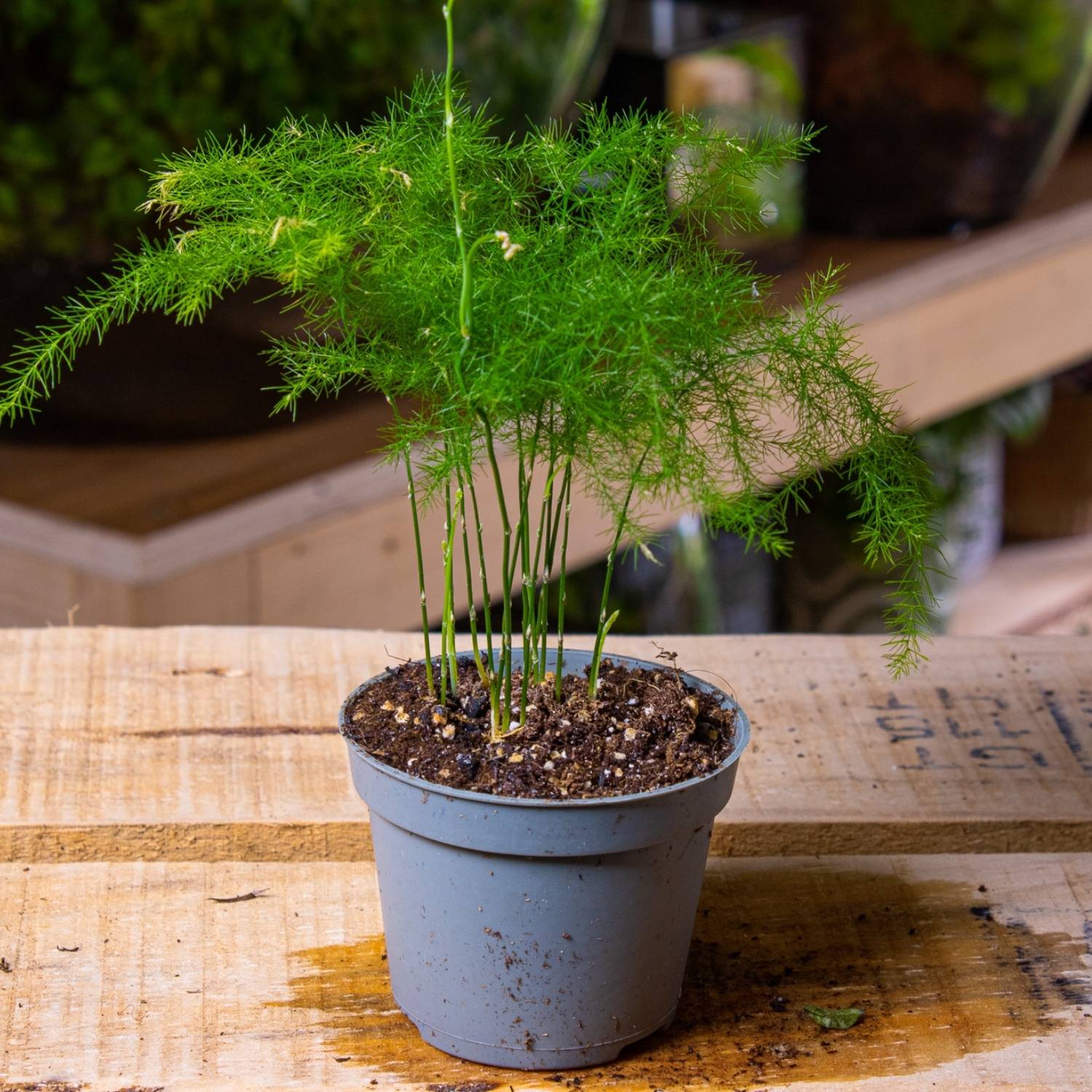 Asparagus setaceus plumosa (Asparagus fern) 6cm - Image 6