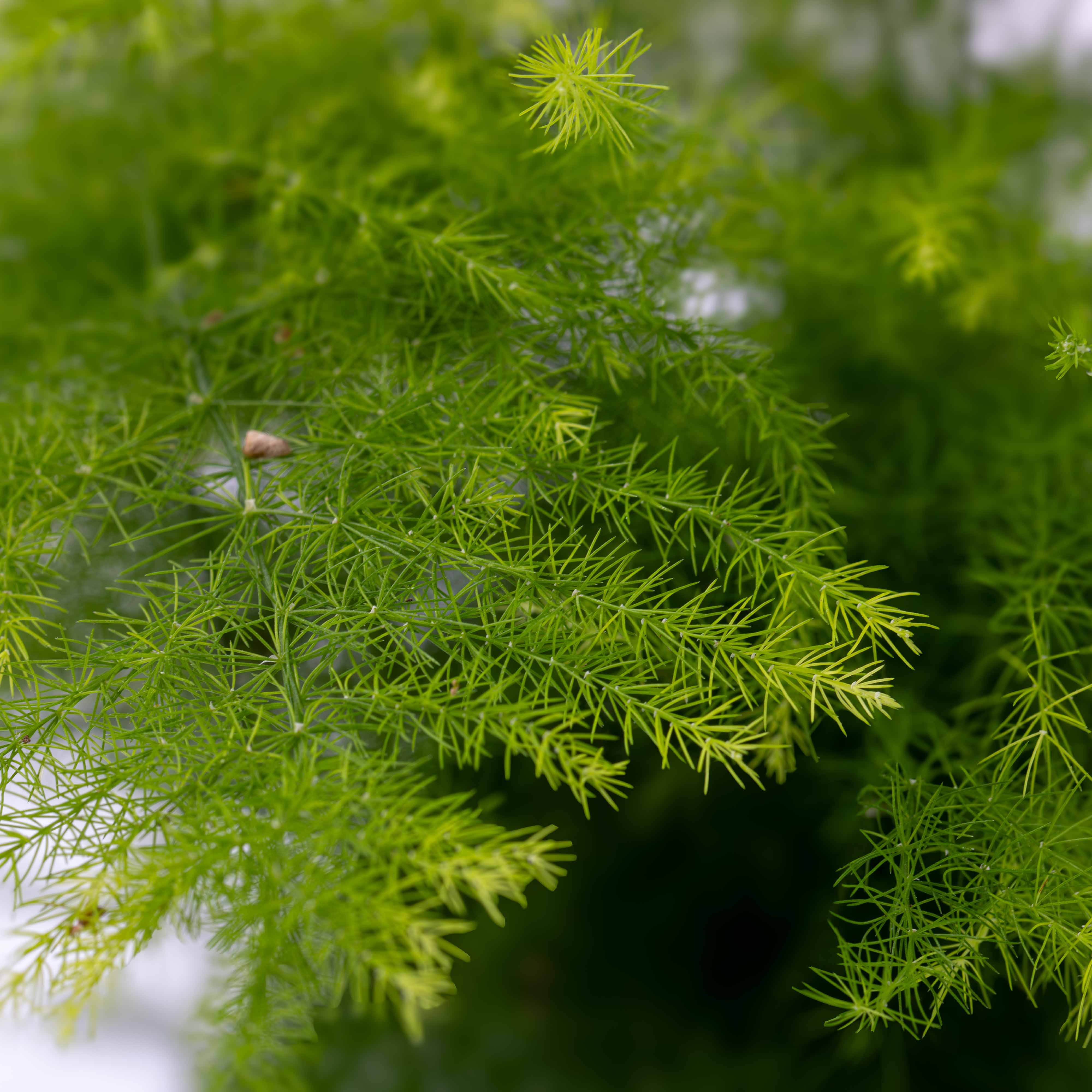 Asparagus setaceus plumosa (Asparagus fern) 6cm - Image 7