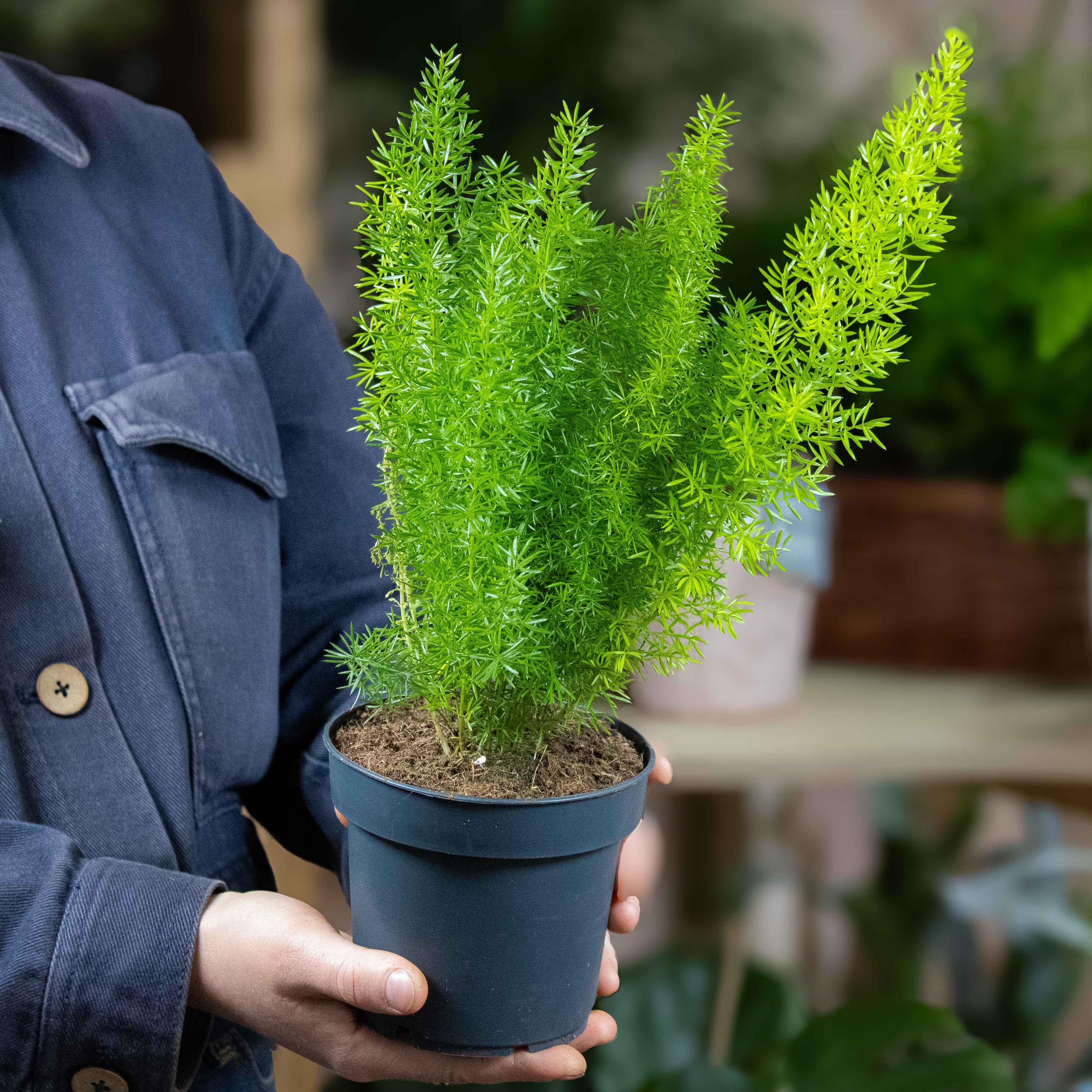 Asparagus myriocladus (Ming/Foxtail Fern) 12cm - Image 2