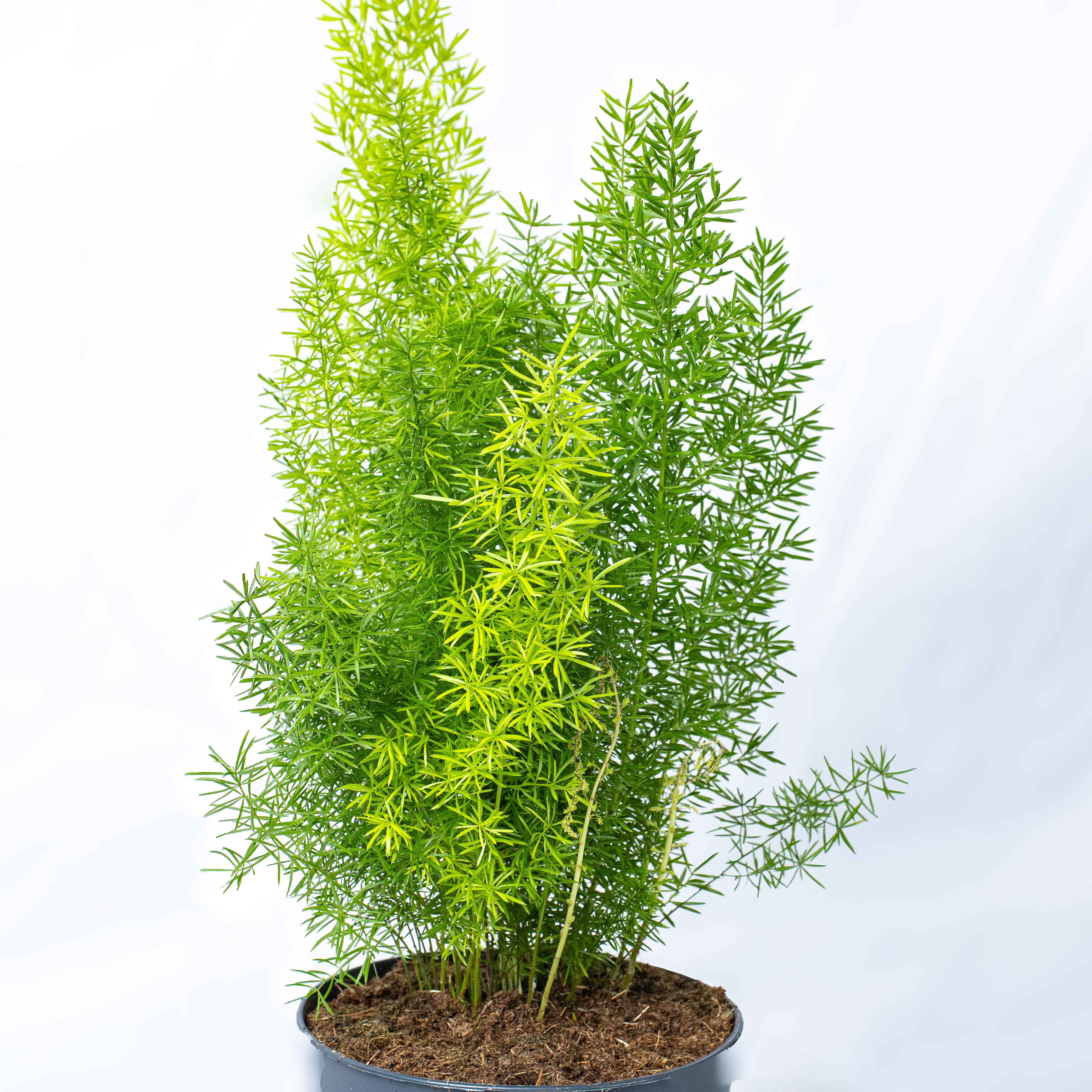 Asparagus myriocladus (Ming/Foxtail Fern) 12cm - Image 3