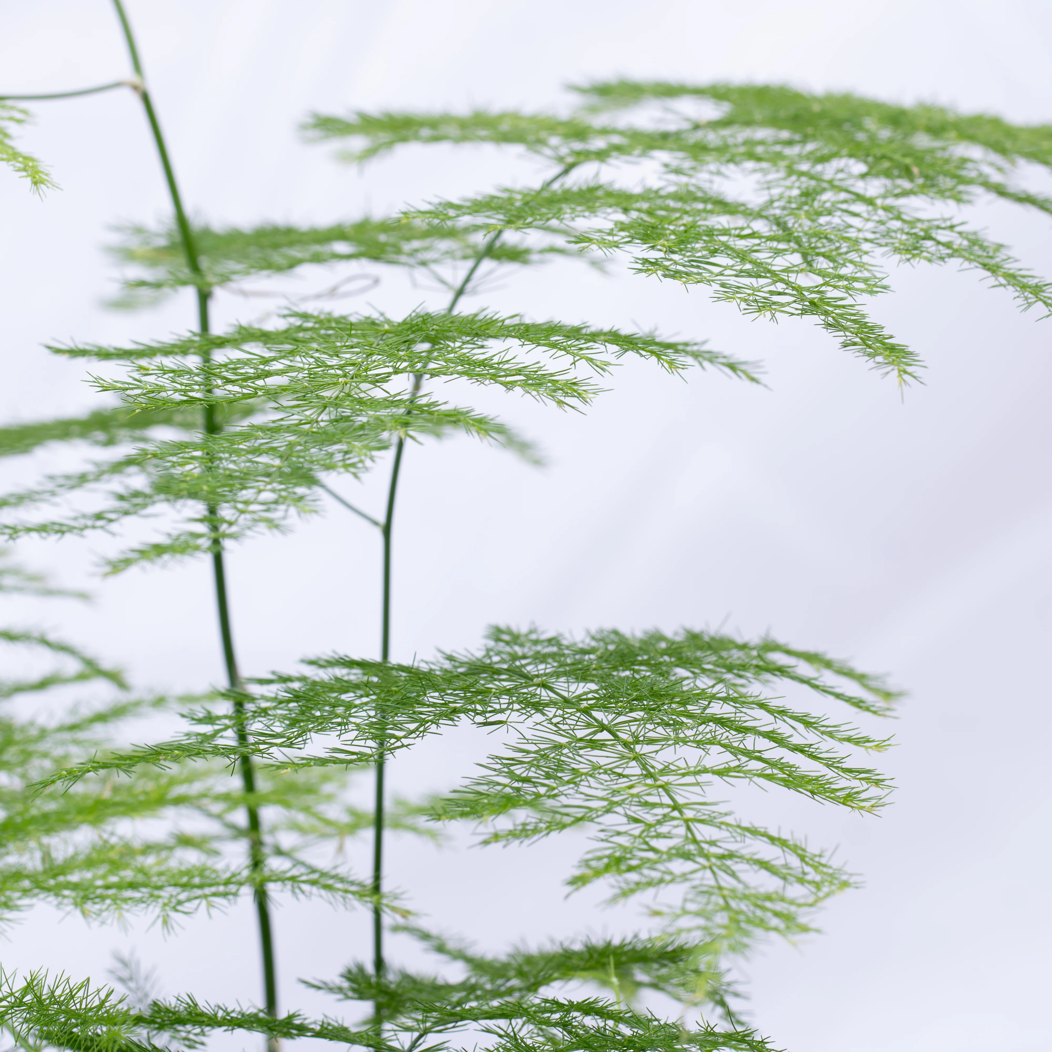 Asparagus setaceus (Asparagus Fern) 12cm - Image 2