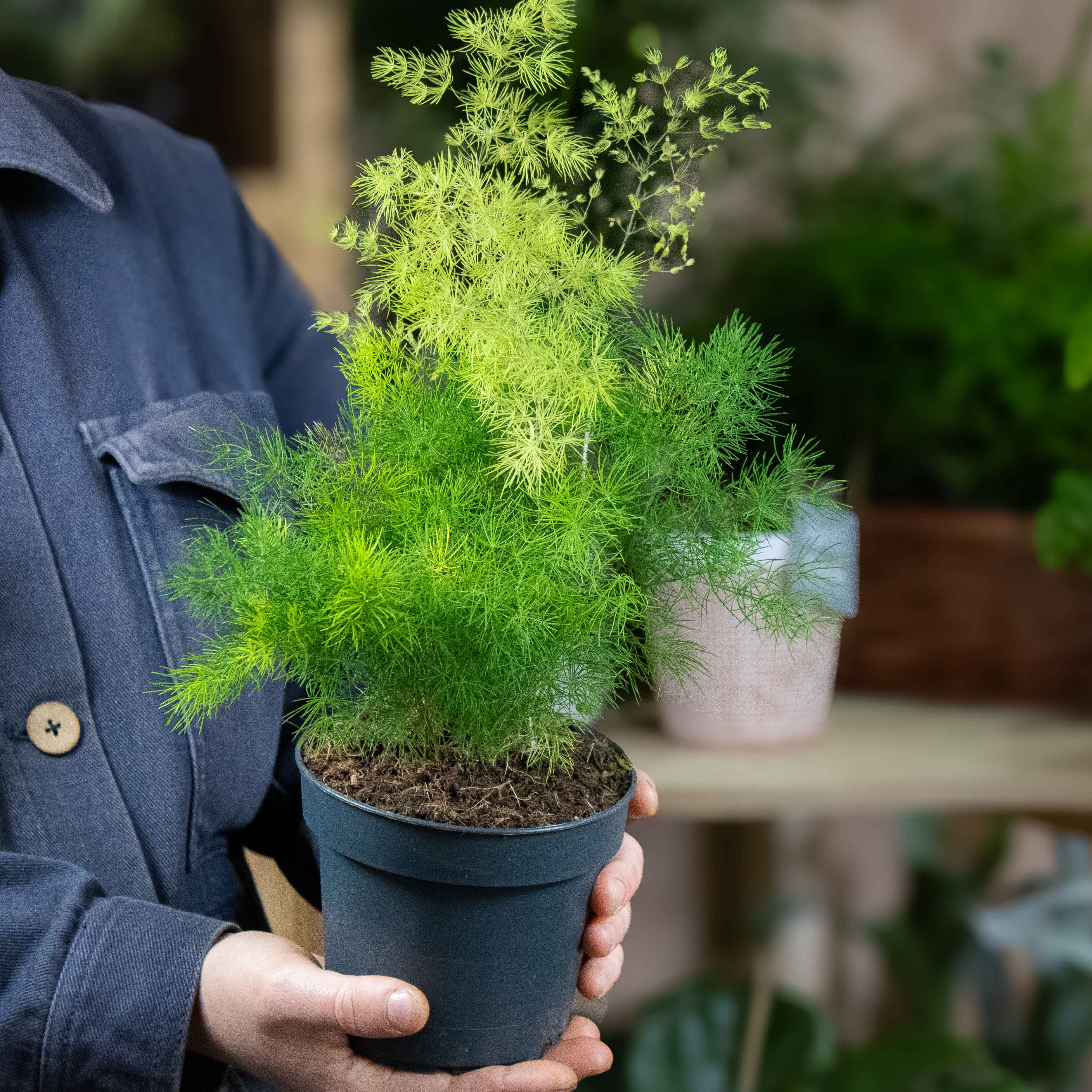 Asparagus umbellatus (Lace Fern) 12cm - Image 2