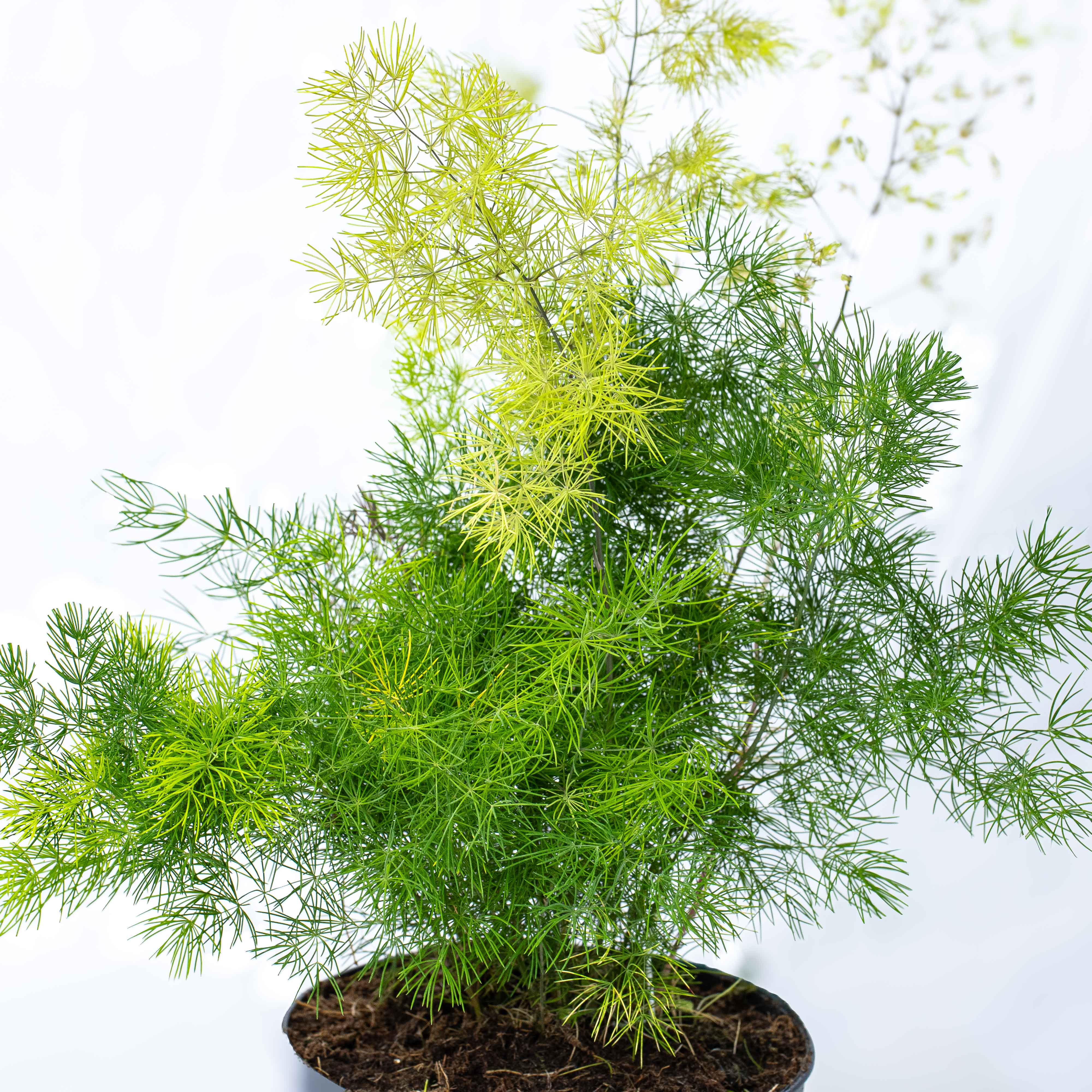 Asparagus umbellatus (Lace Fern) 12cm - Image 3