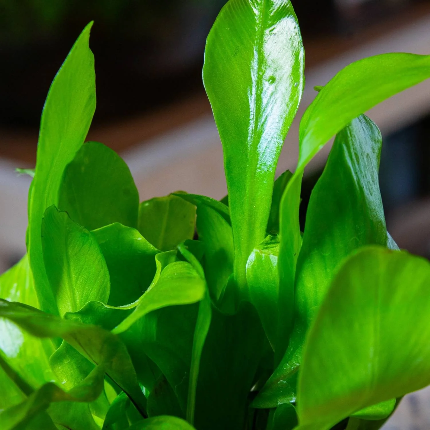 Asplenium nidus (Birds nest fern) 6cm - Image 2