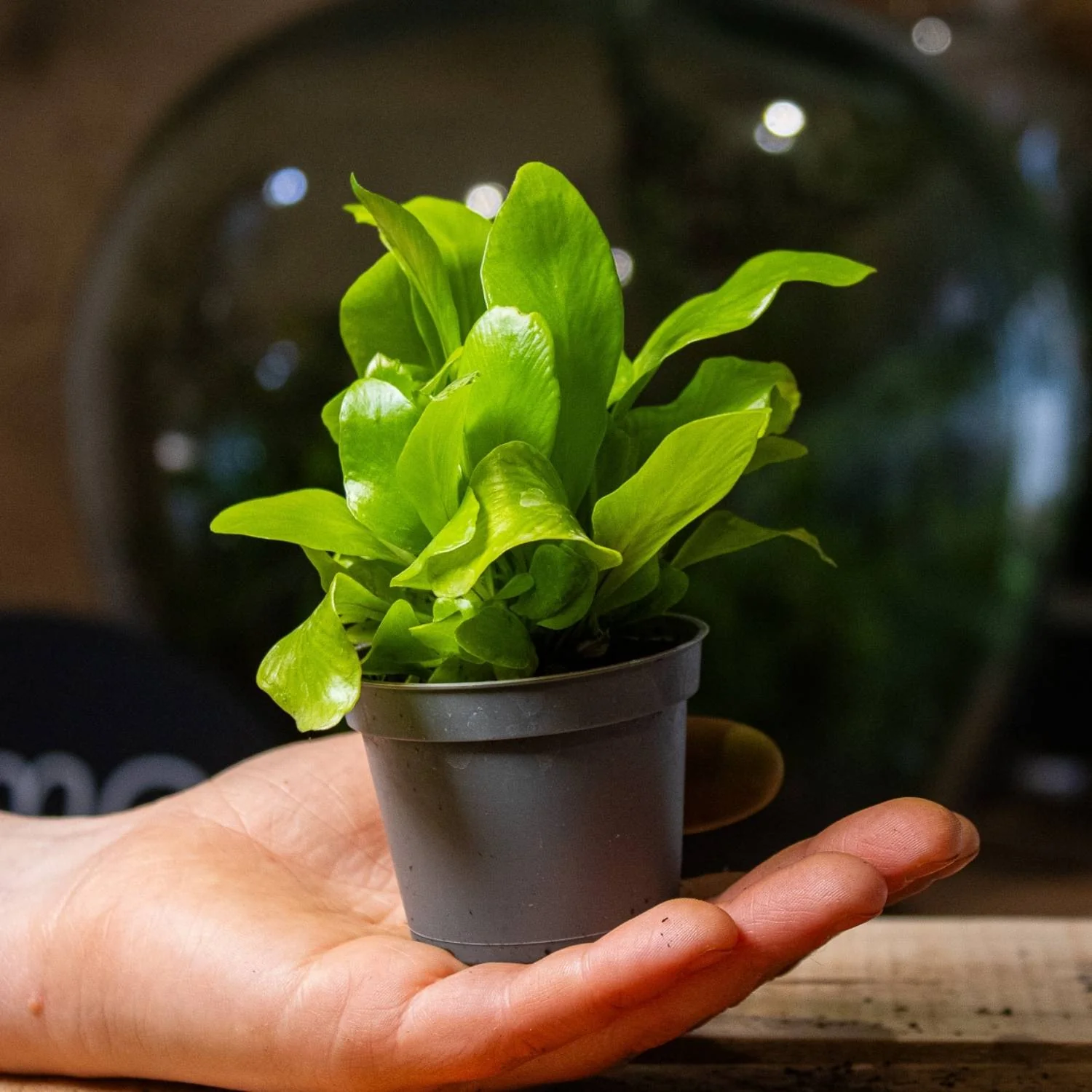 Asplenium nidus (Birds nest fern) 6cm - Image 3