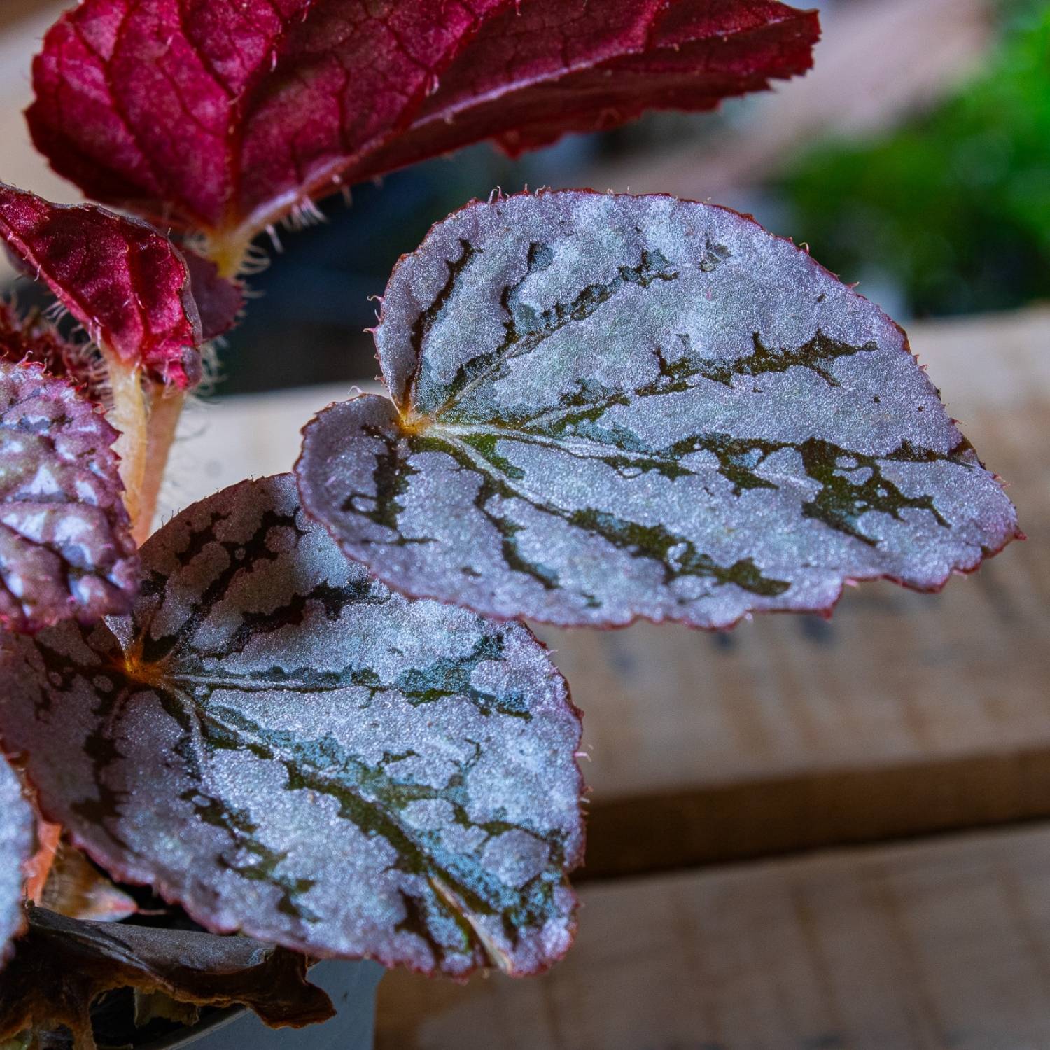 Begonia rex 'chayo' 6cm - Image 2
