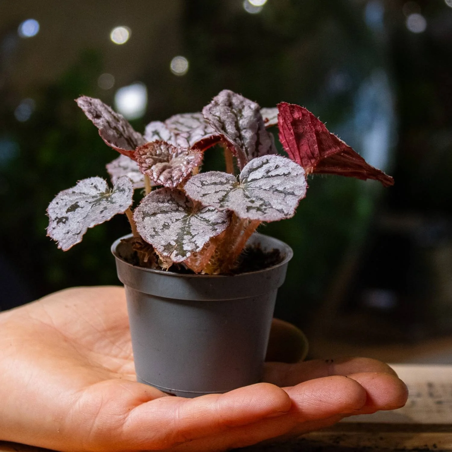 Begonia rex 'chayo' 6cm - Image 3