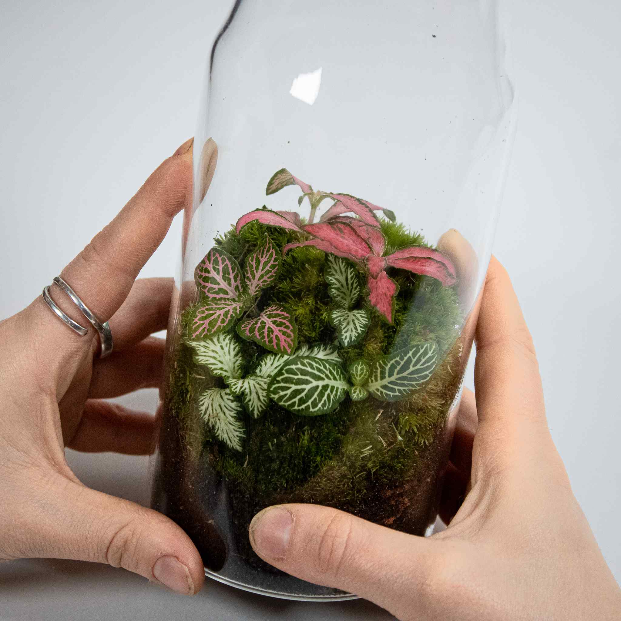 Bottle Fittonia Terrarium - Image 2