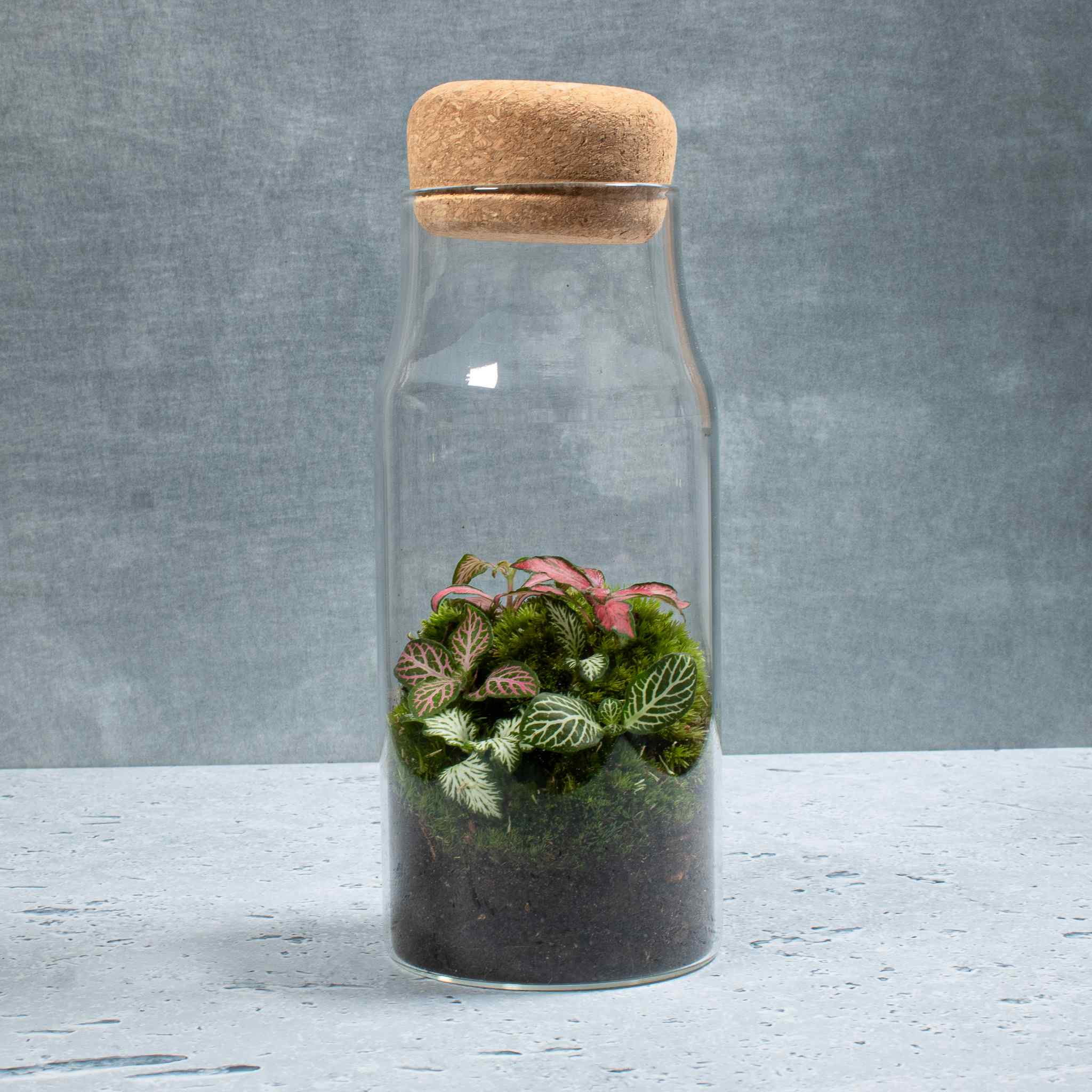 Bottle Fittonia Terrarium - Image 3