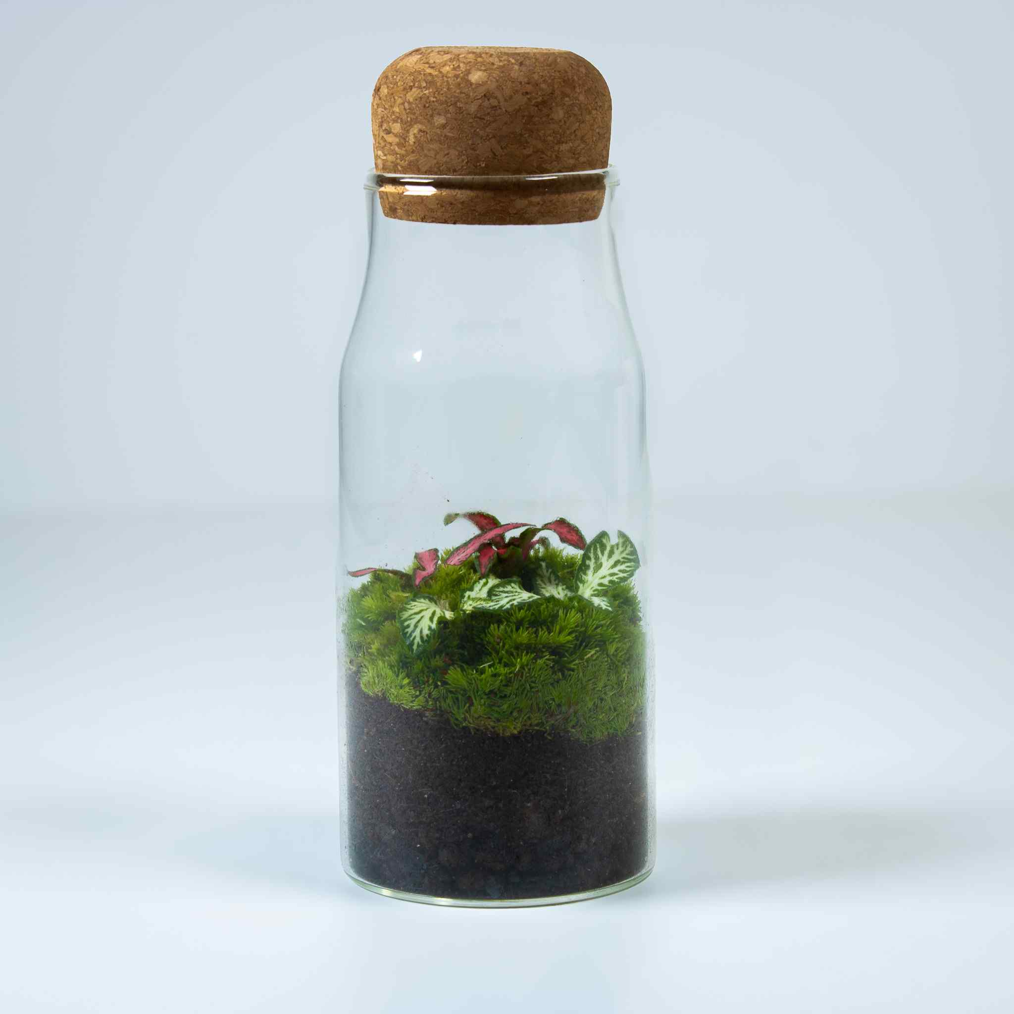 Bottle Fittonia Terrarium - Image 4