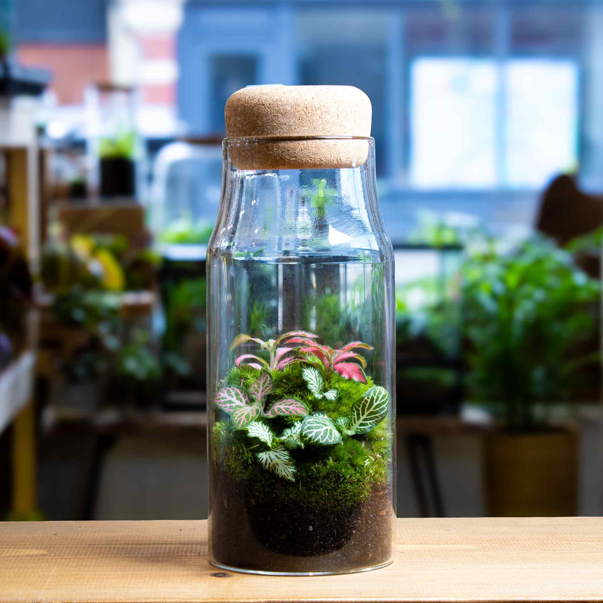 Bottle Fittonia Terrarium - Image 5