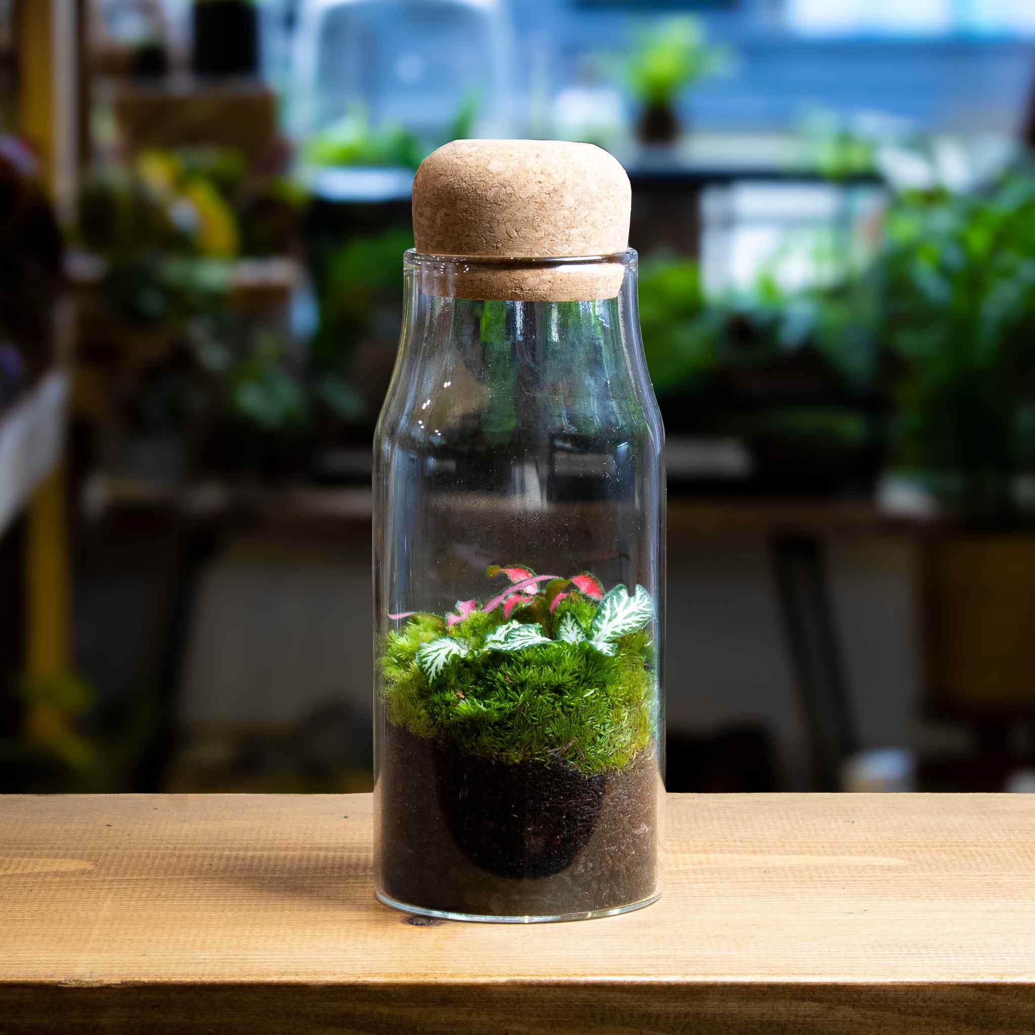 Bottle Fittonia Terrarium - Image 6