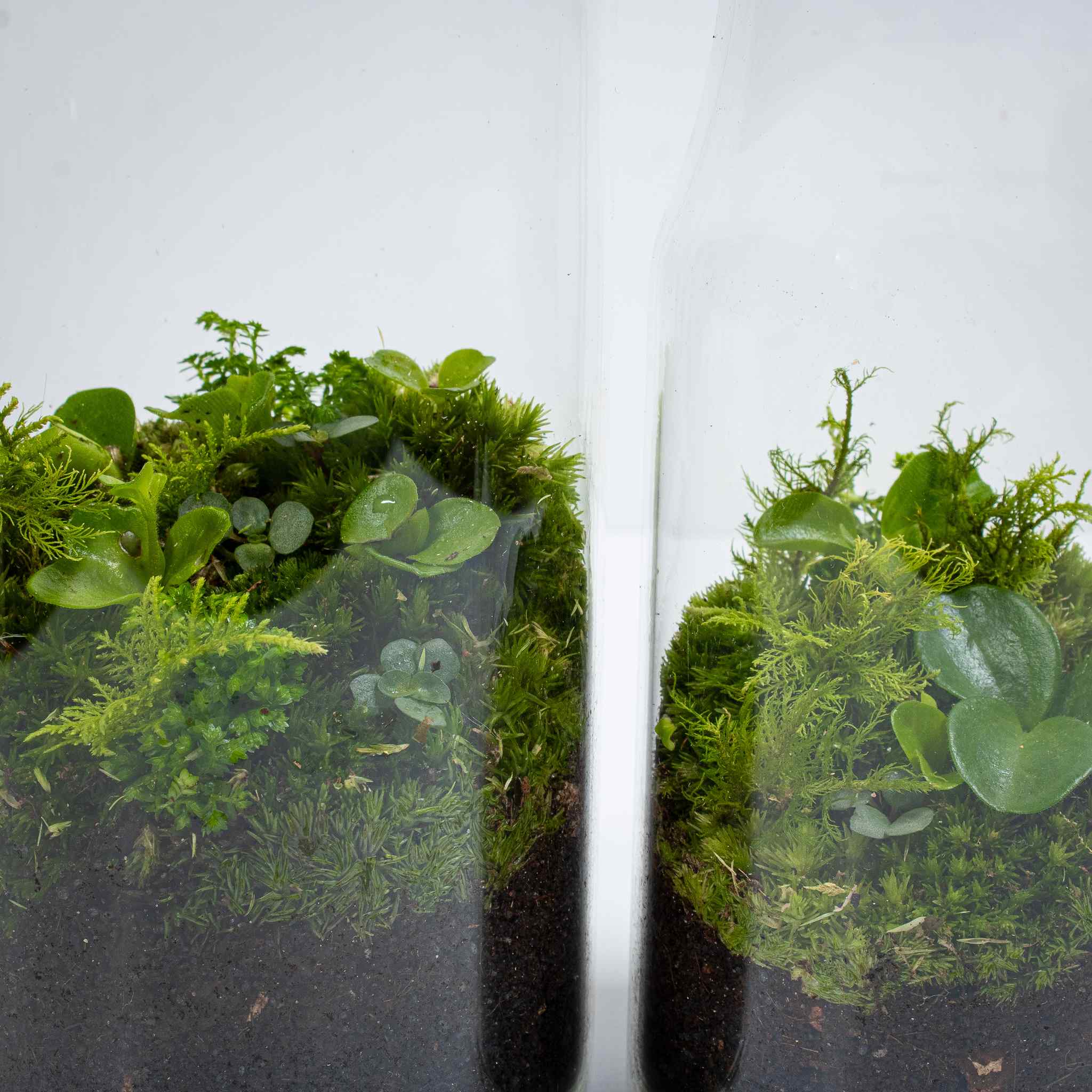 Bottle Forest Terrarium - Image 2
