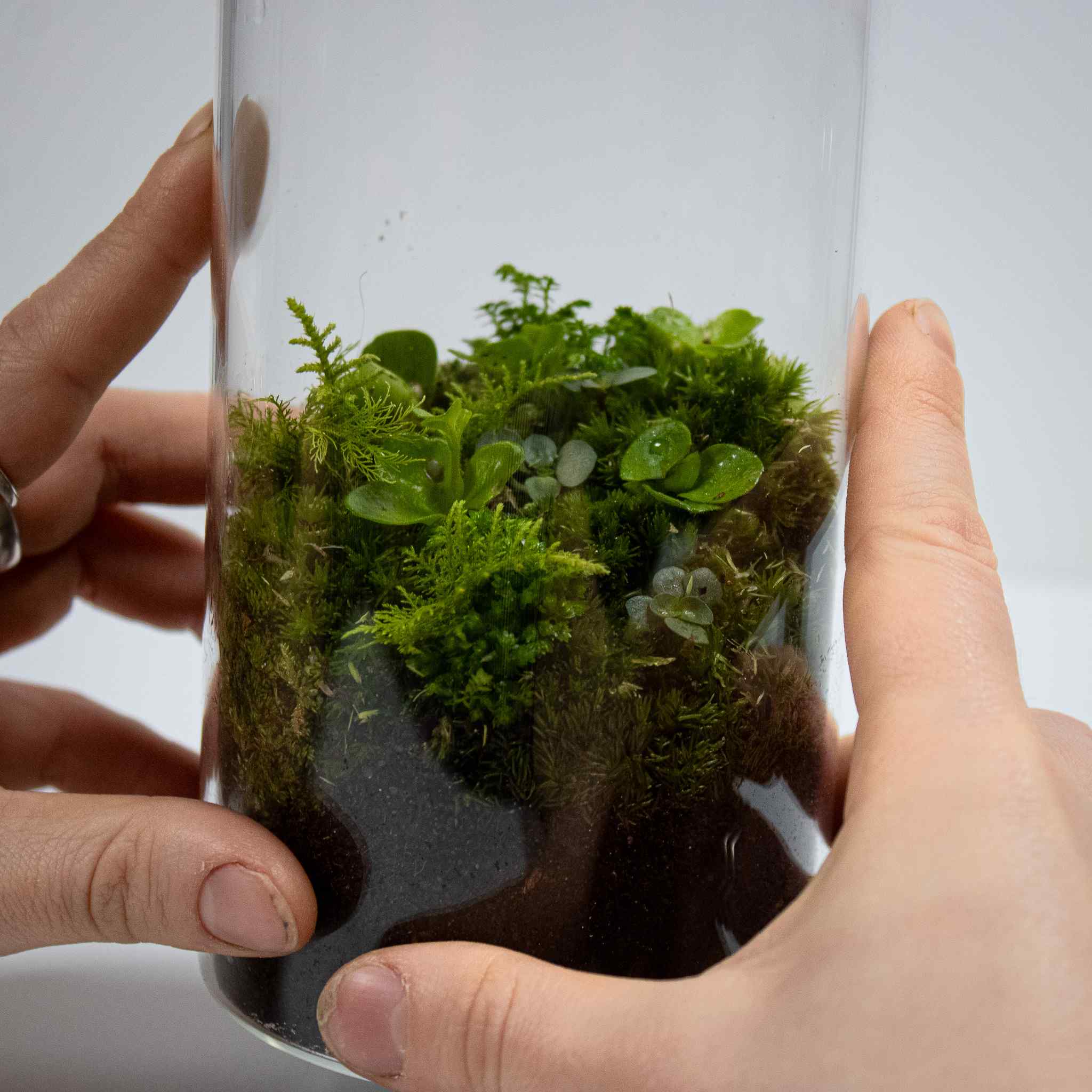 Bottle Forest Terrarium - Image 3
