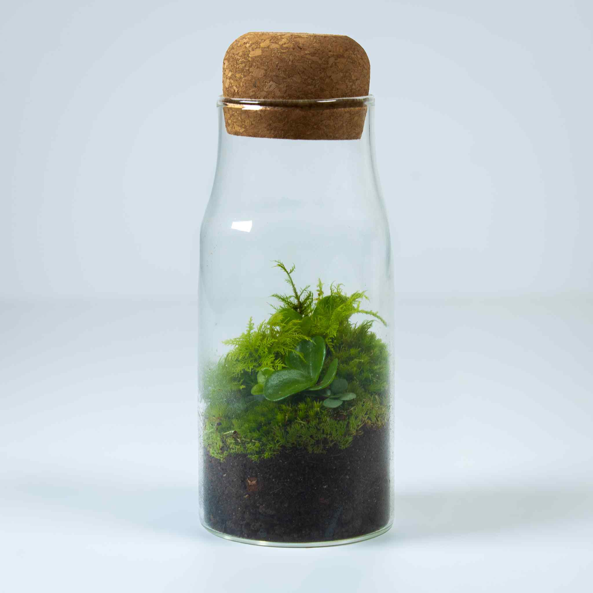 Bottle Forest Terrarium - Image 4