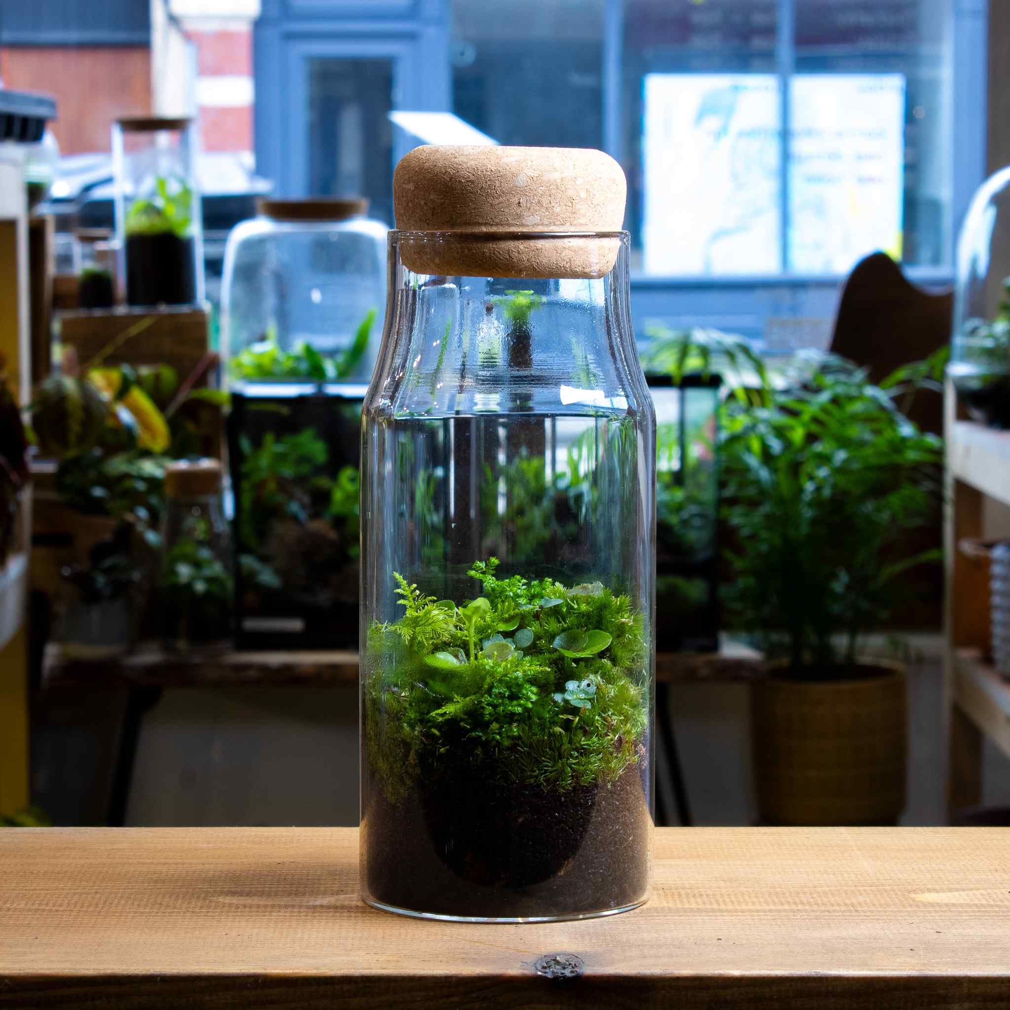 Bottle Forest Terrarium - Image 5