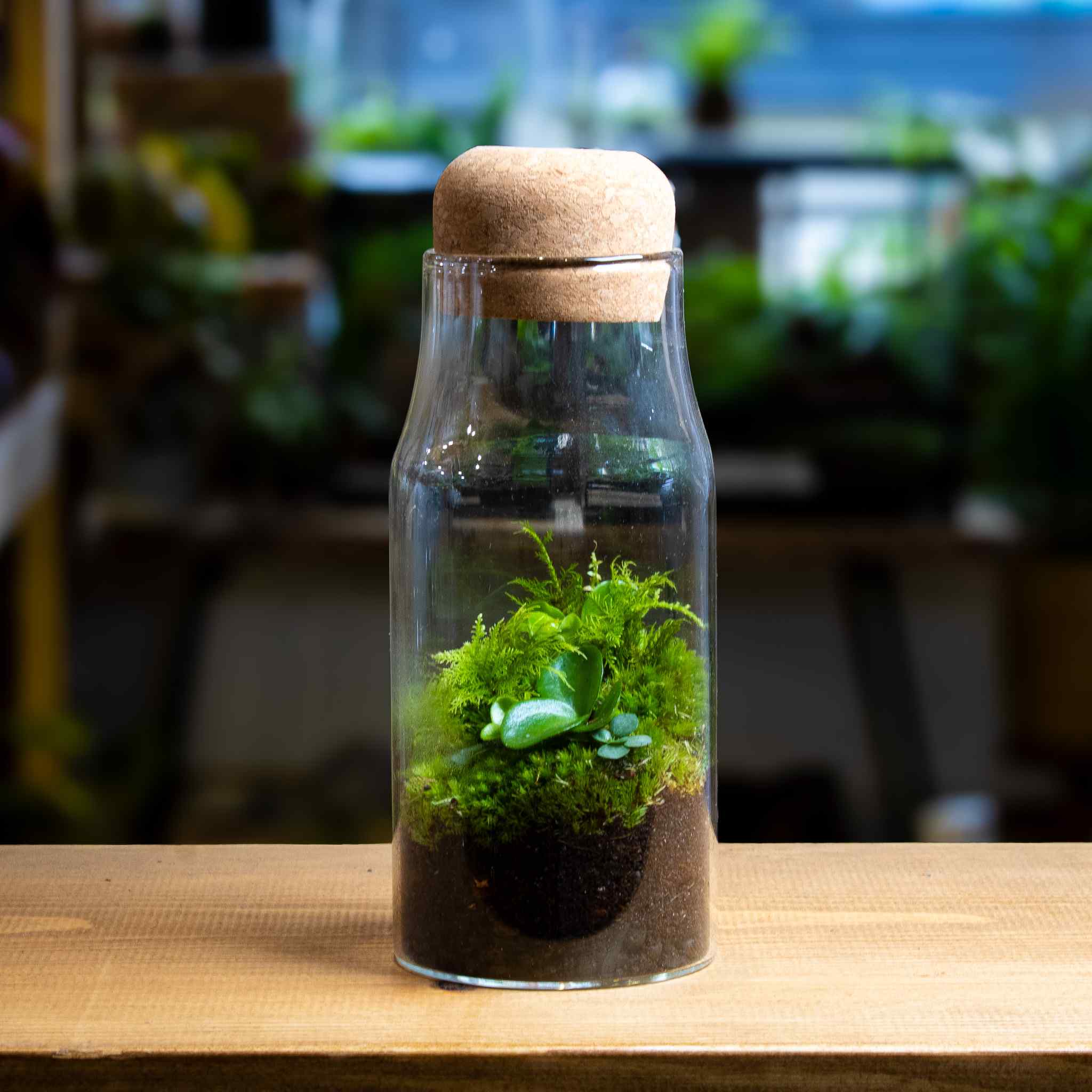 Bottle Forest Terrarium - Image 6