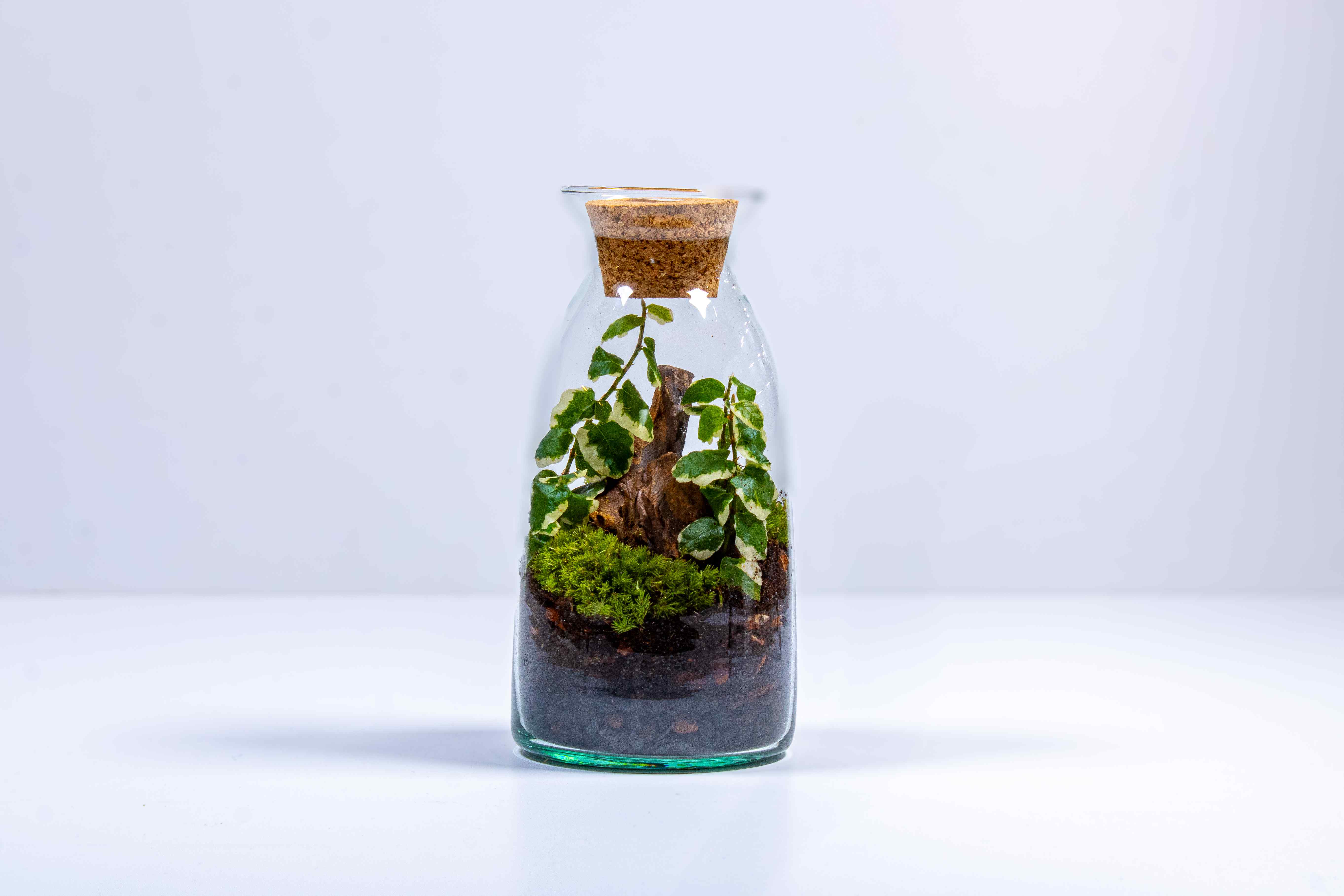 Bottle Terrarium Kit - Image 10