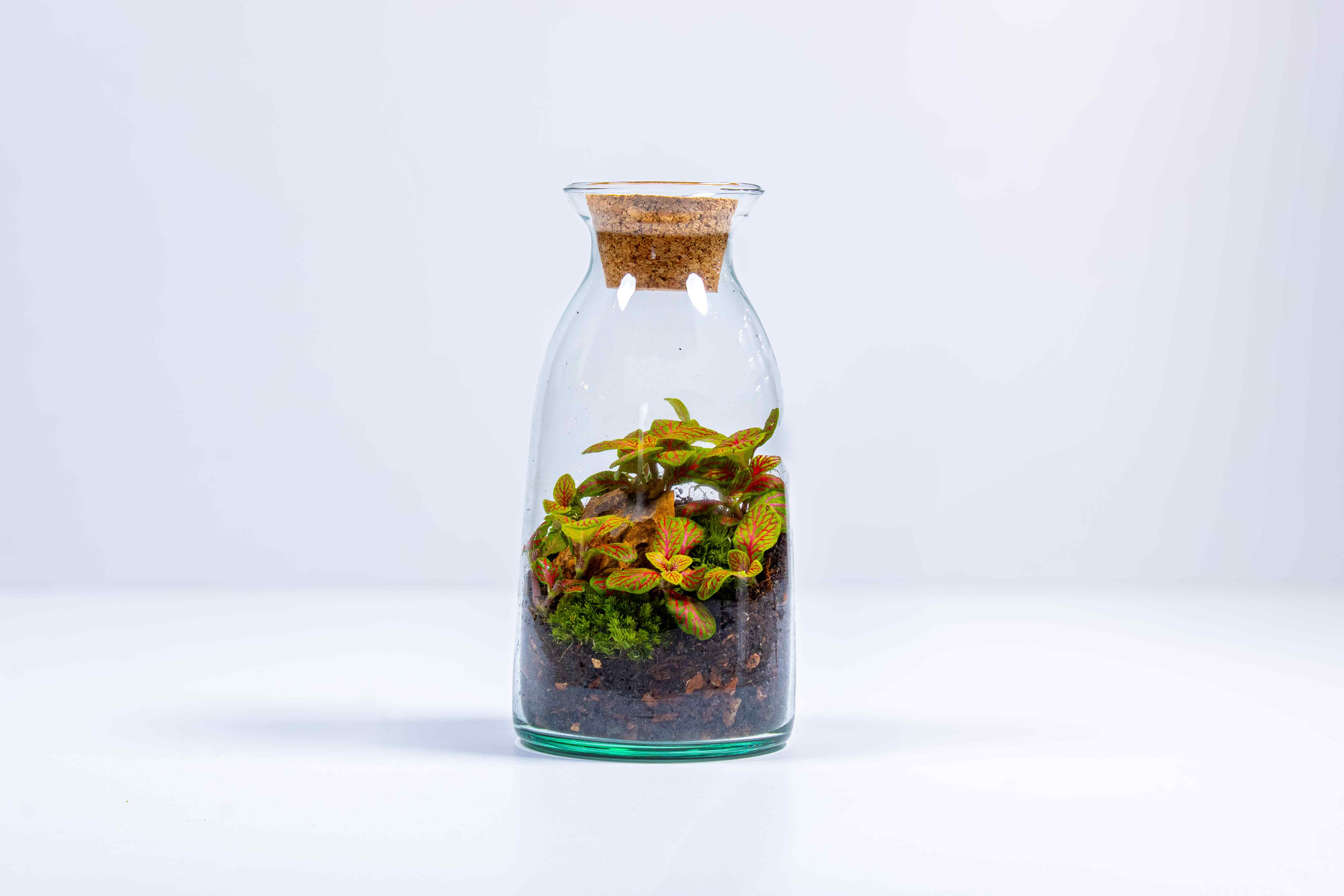 Bottle Terrarium Kit - Image 11
