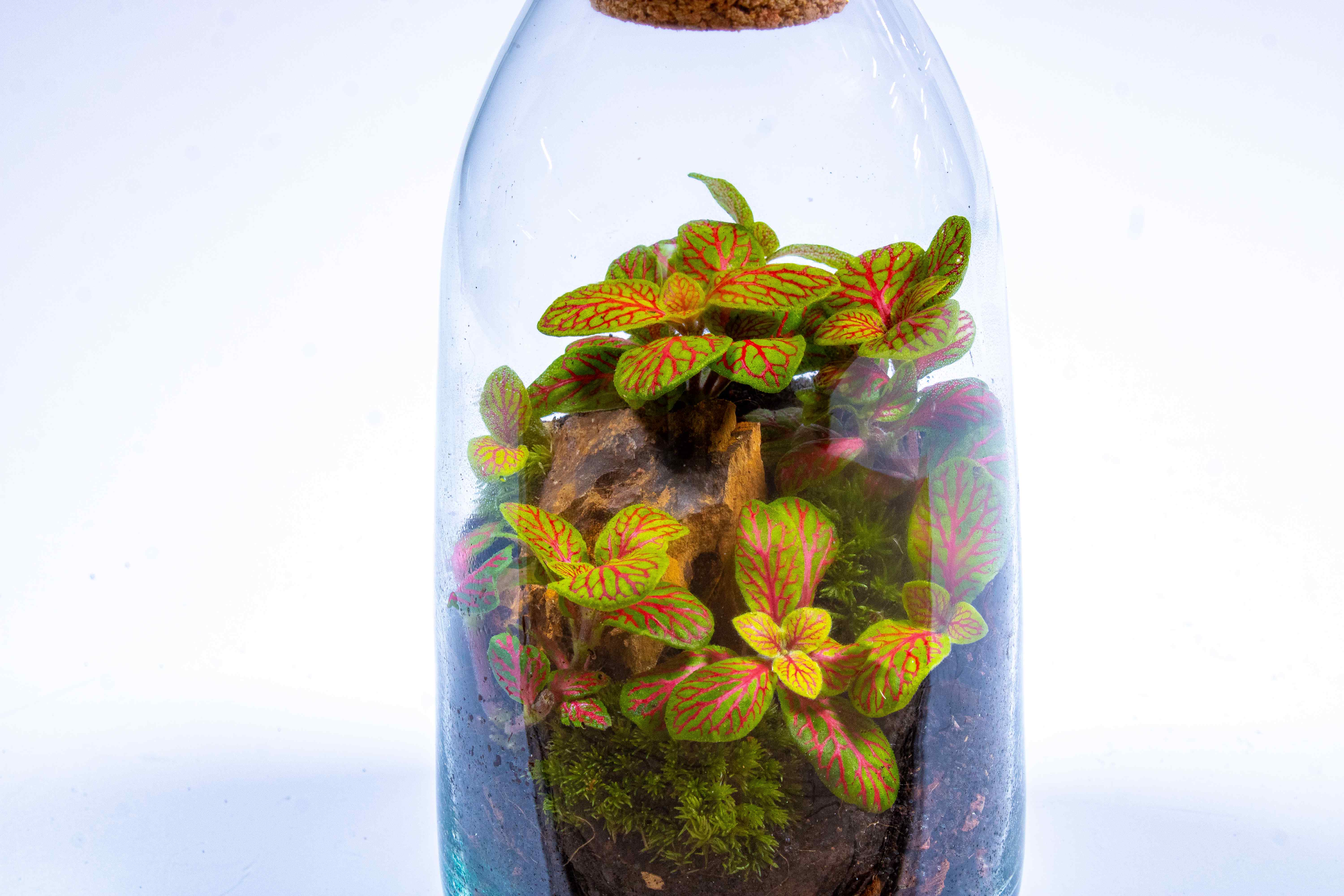 Bottle Terrarium Kit - Image 3