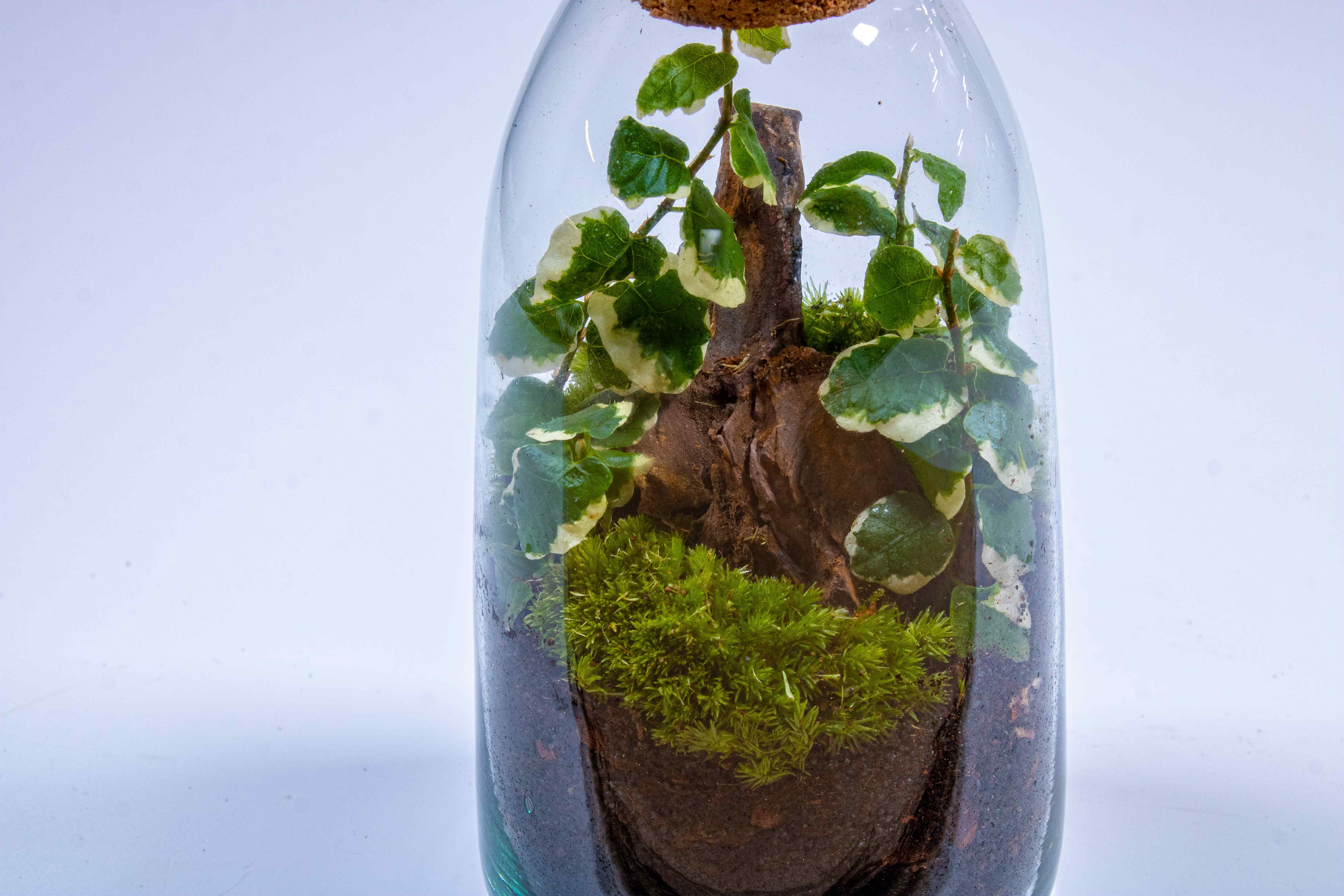 Bottle Terrarium Kit - Image 4
