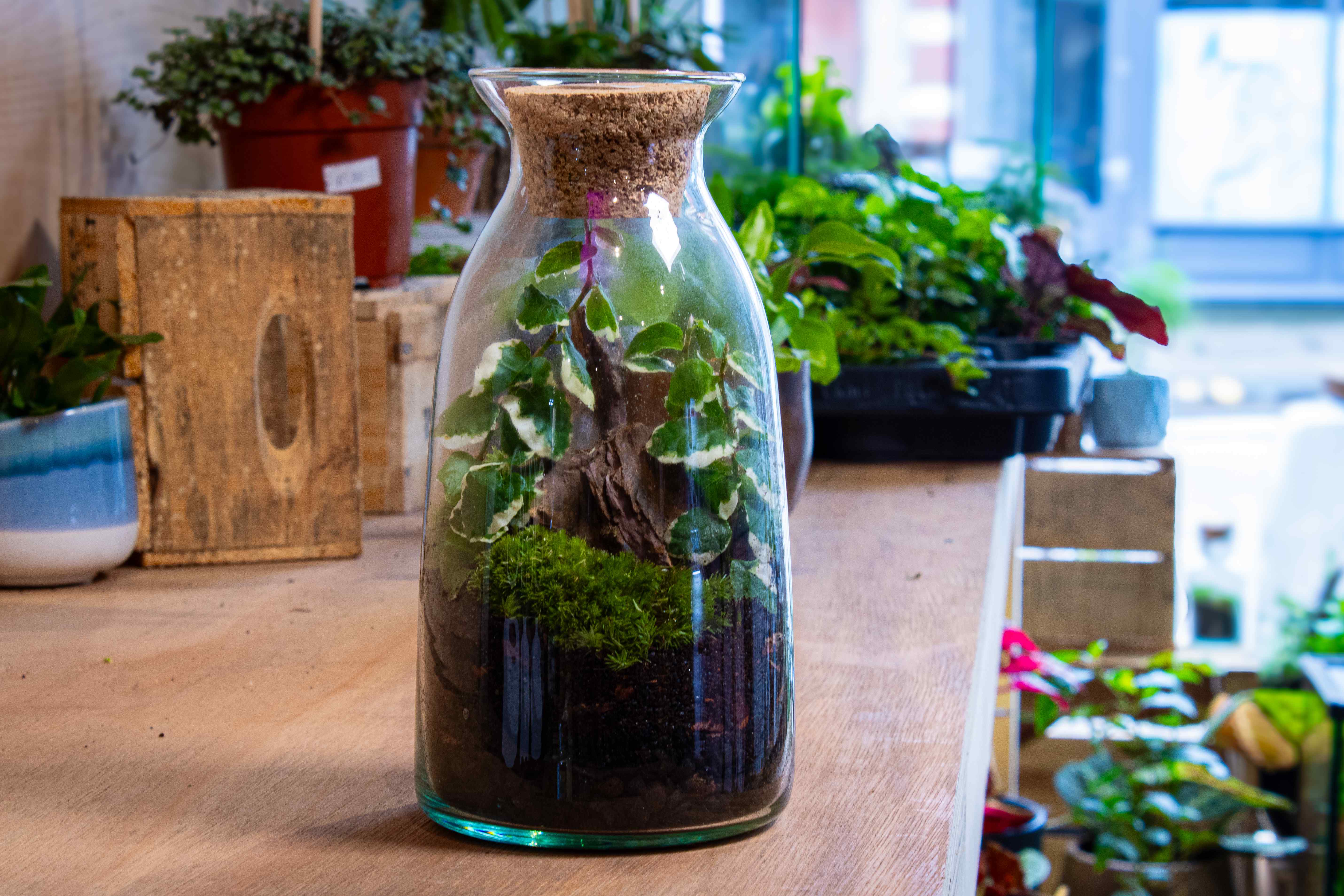 Bottle Terrarium Kit - Image 5