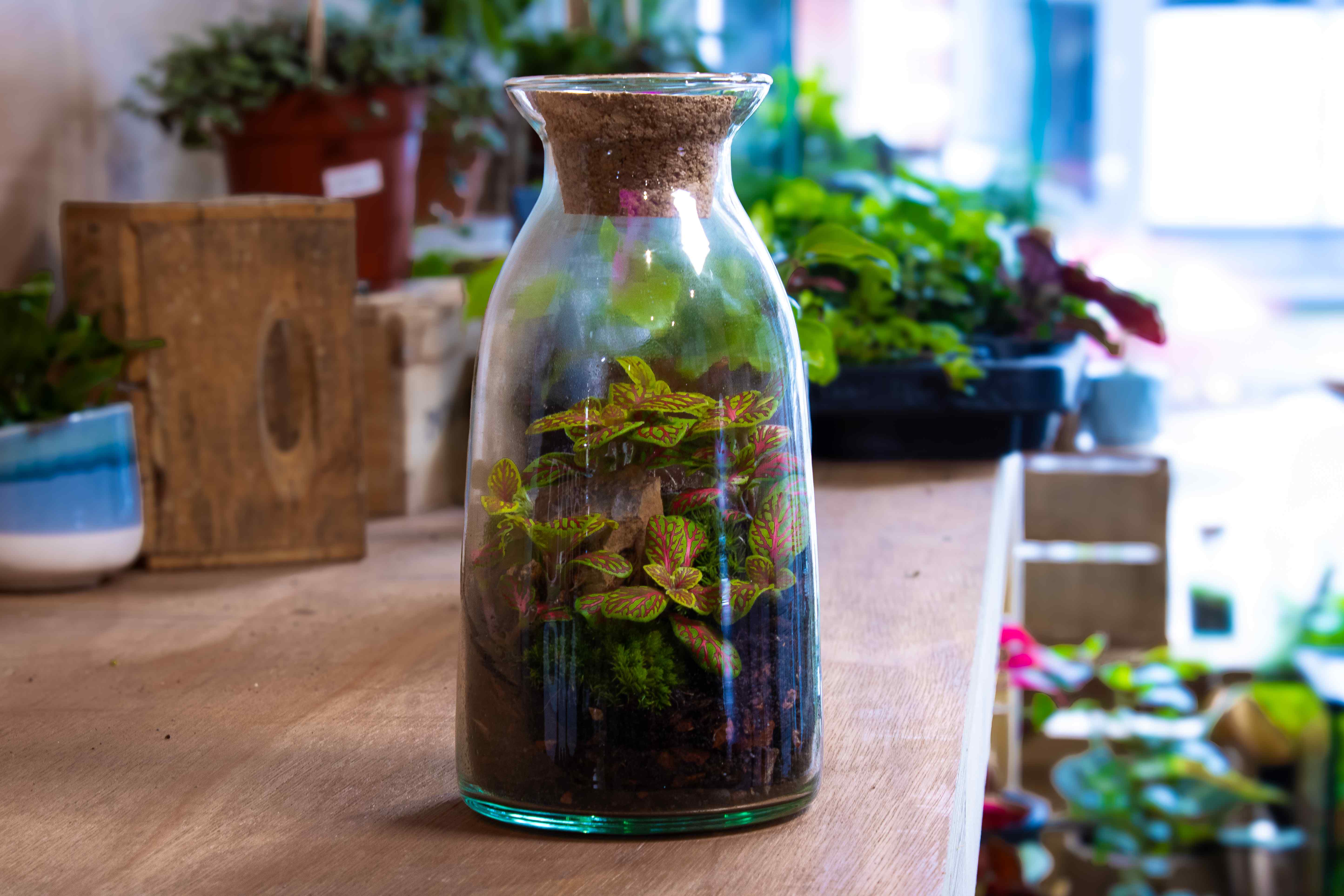 Bottle Terrarium Kit - Image 6