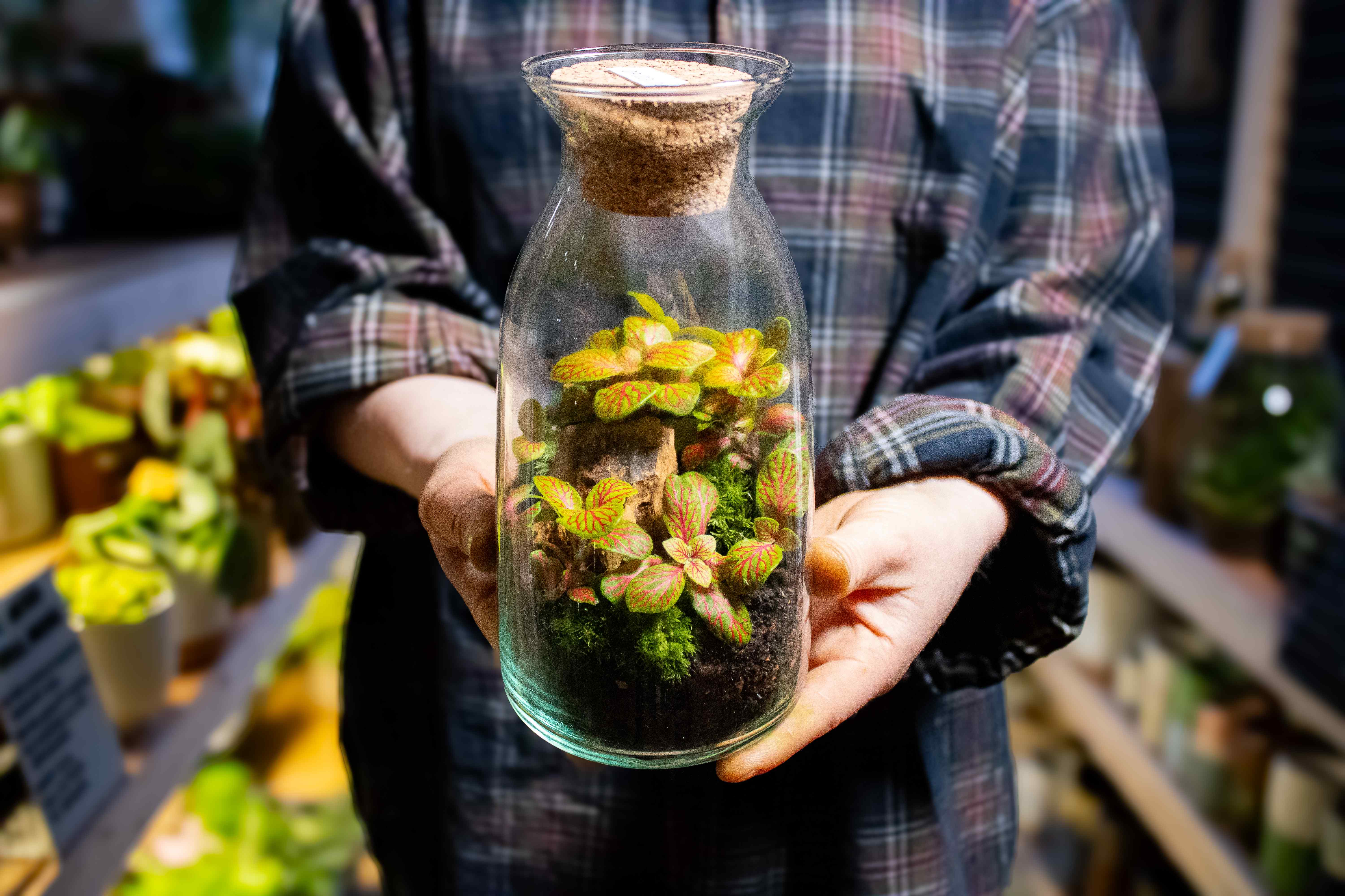 Bottle Terrarium Kit - Image 8