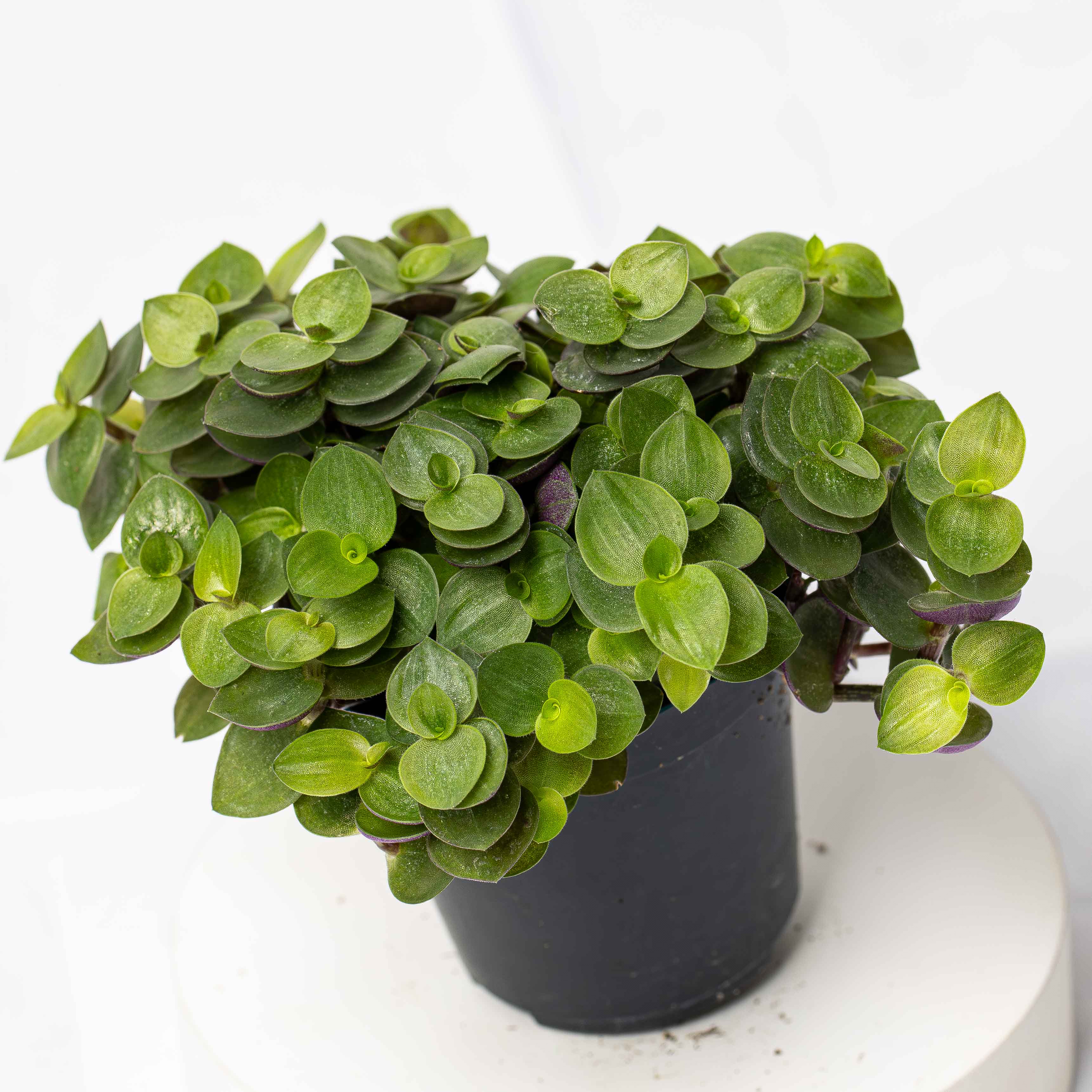Callisia repens (Turtle Vine) 6cm - Image 3