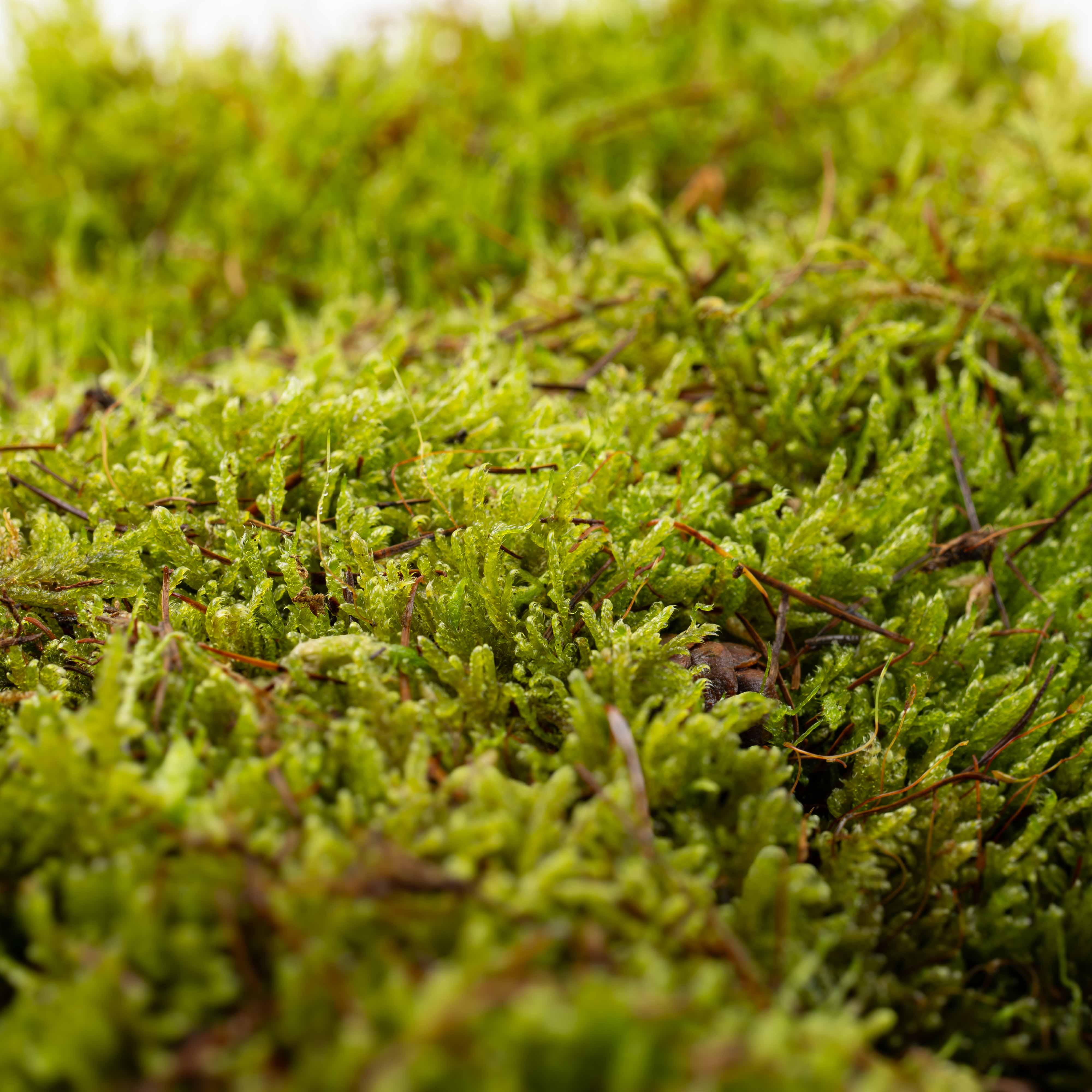 Carpet Moss (Hypnum cupressiforme) - Image 2
