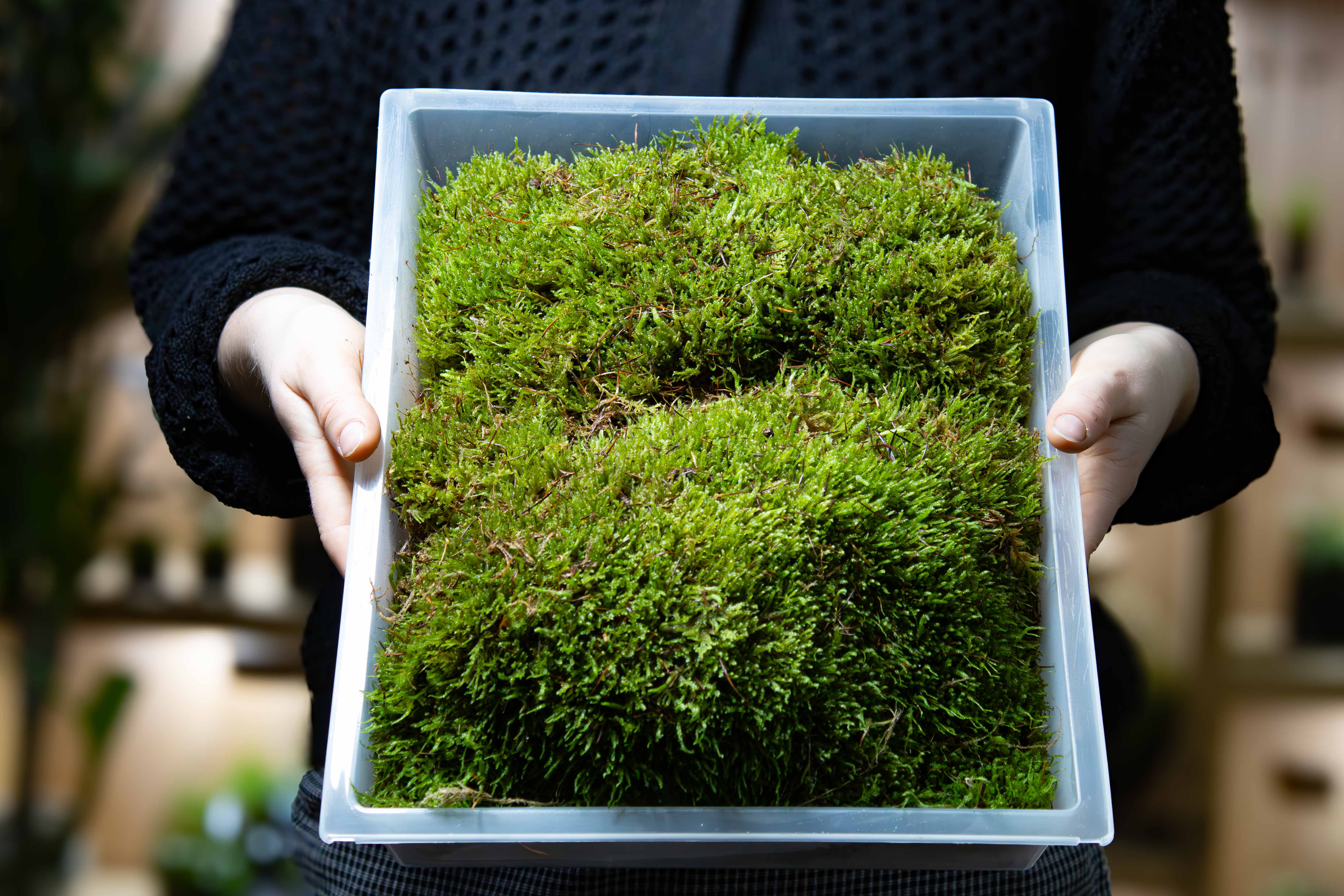 Carpet Moss (Hypnum cupressiforme) - Image 3