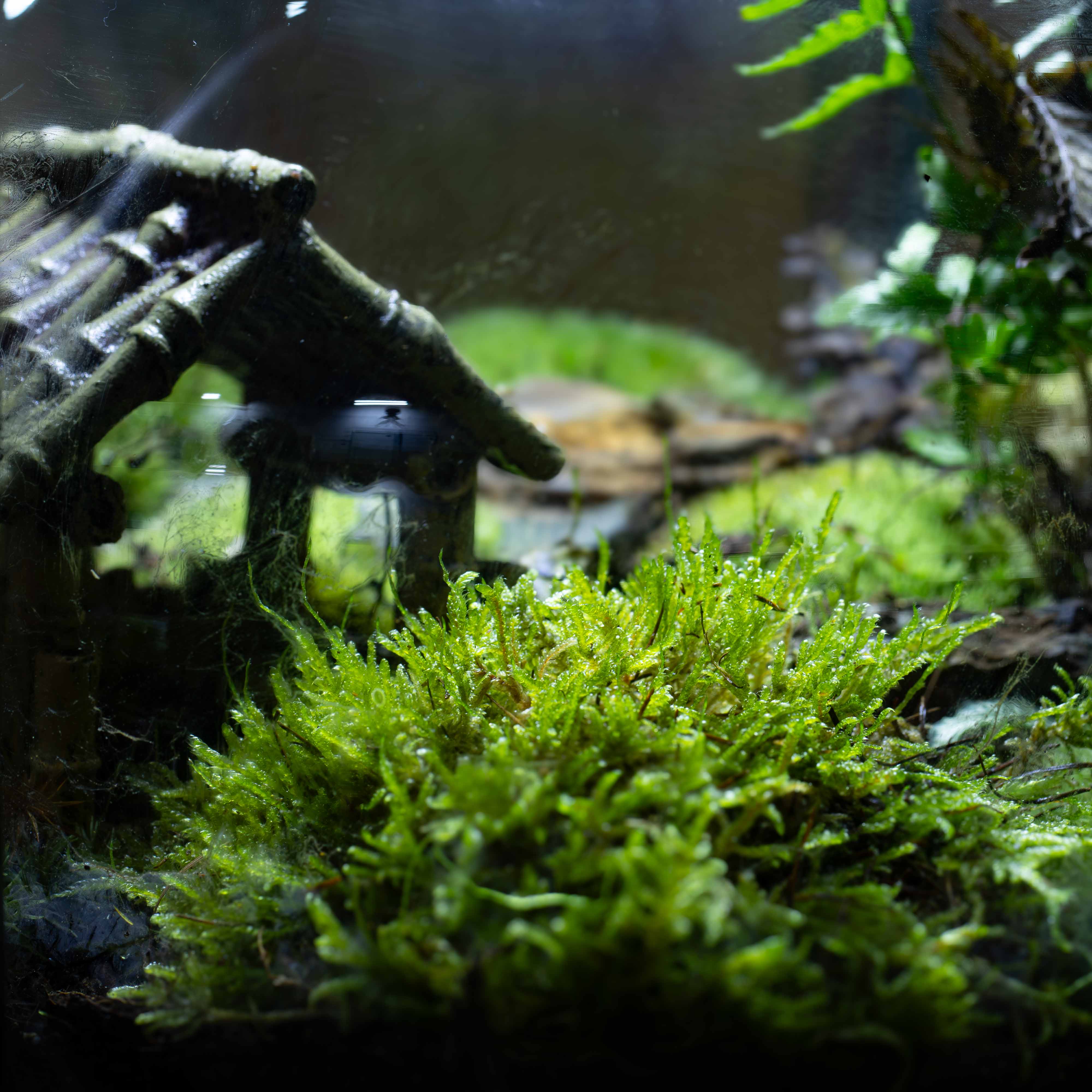Carpet Moss (Hypnum cupressiforme) - Image 4